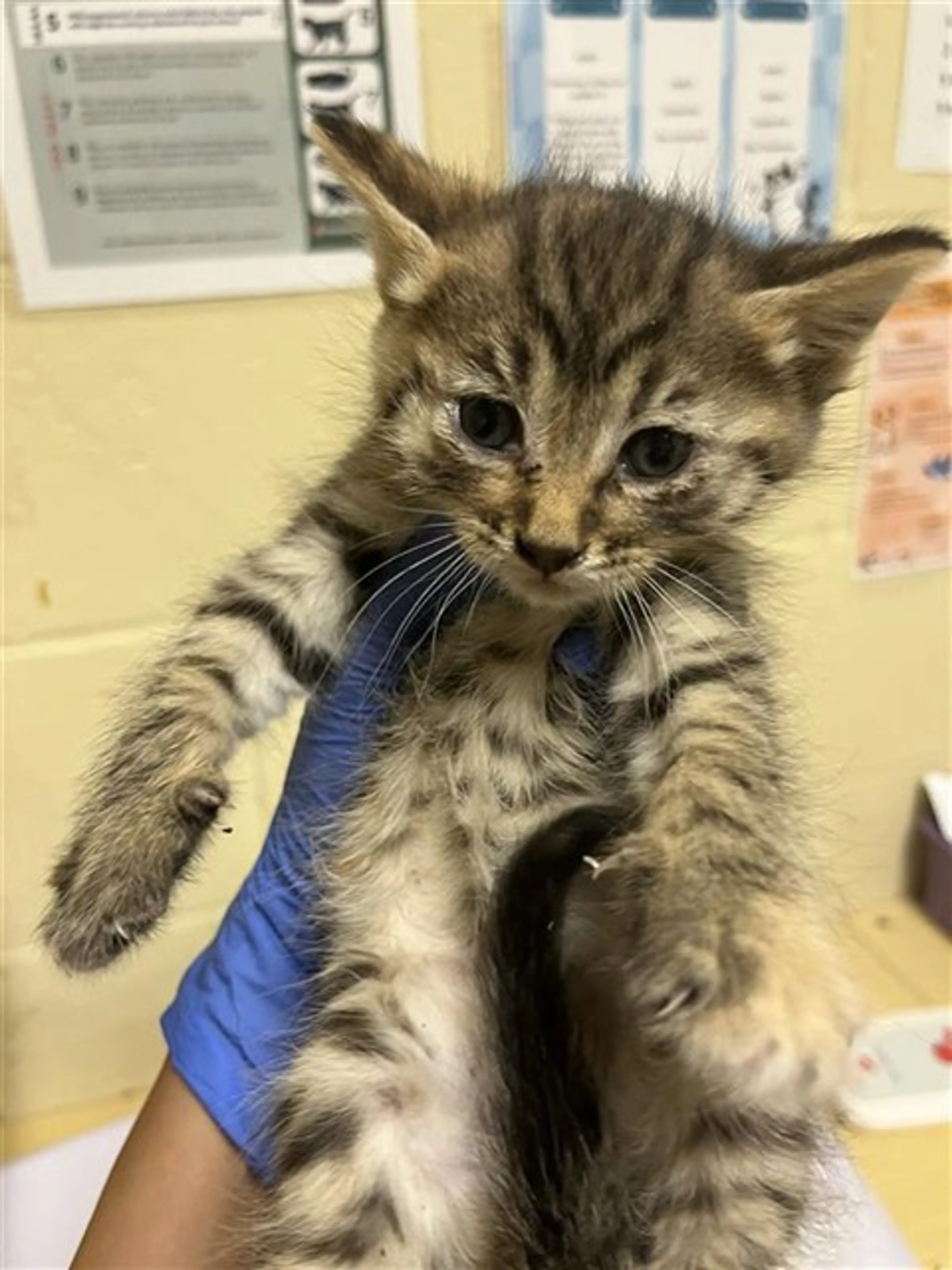 Found pet