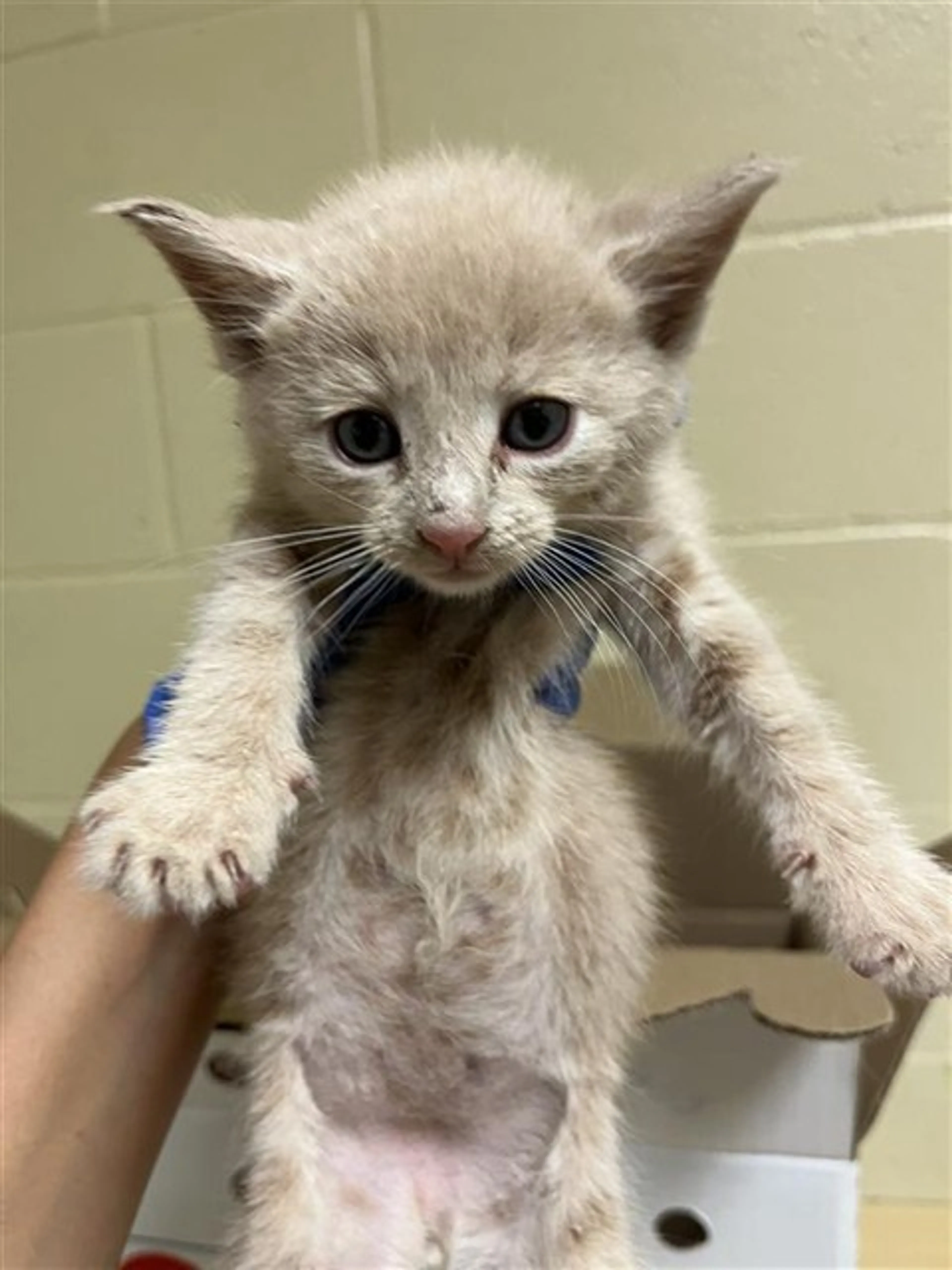 Found pet