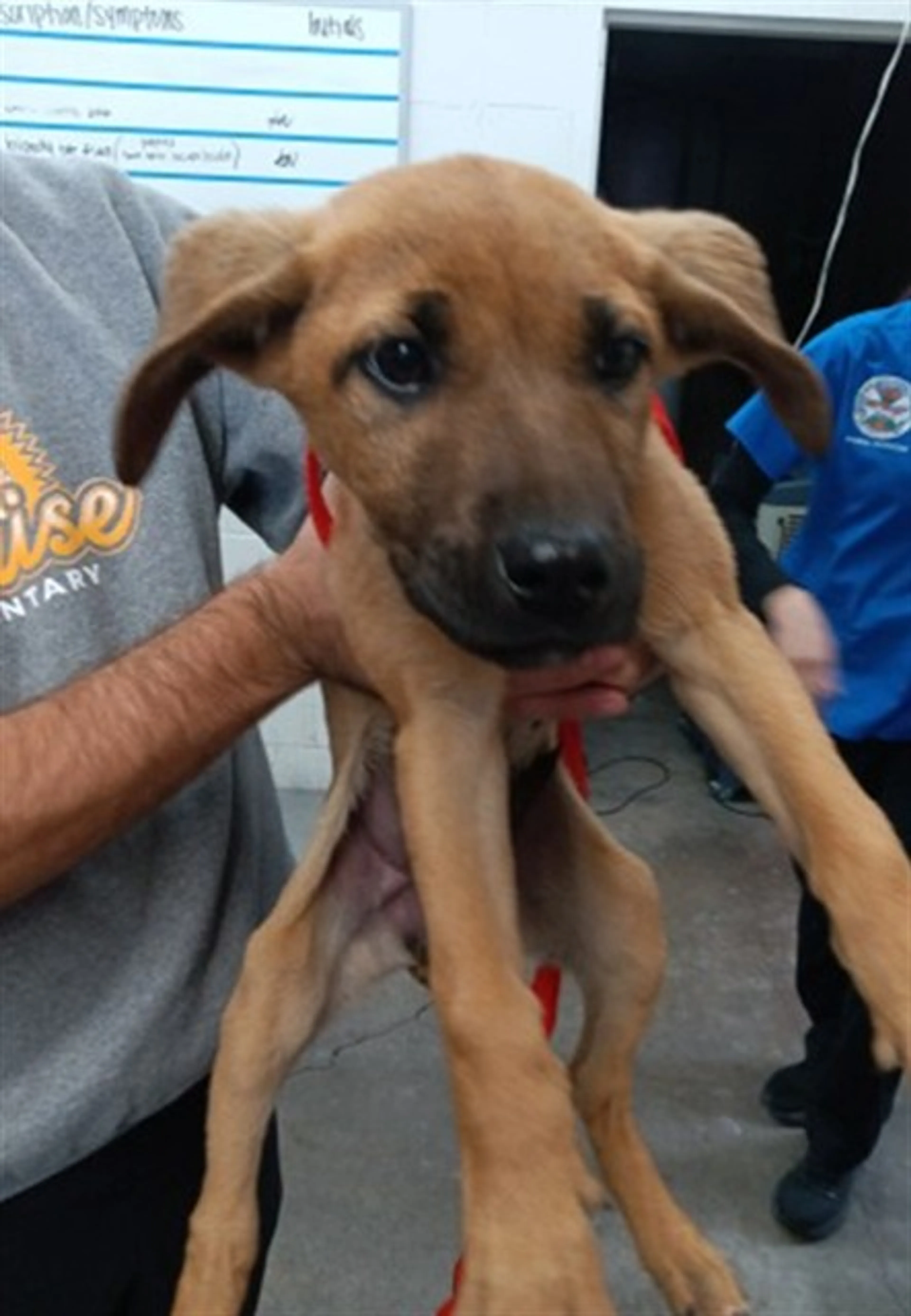 Found pet