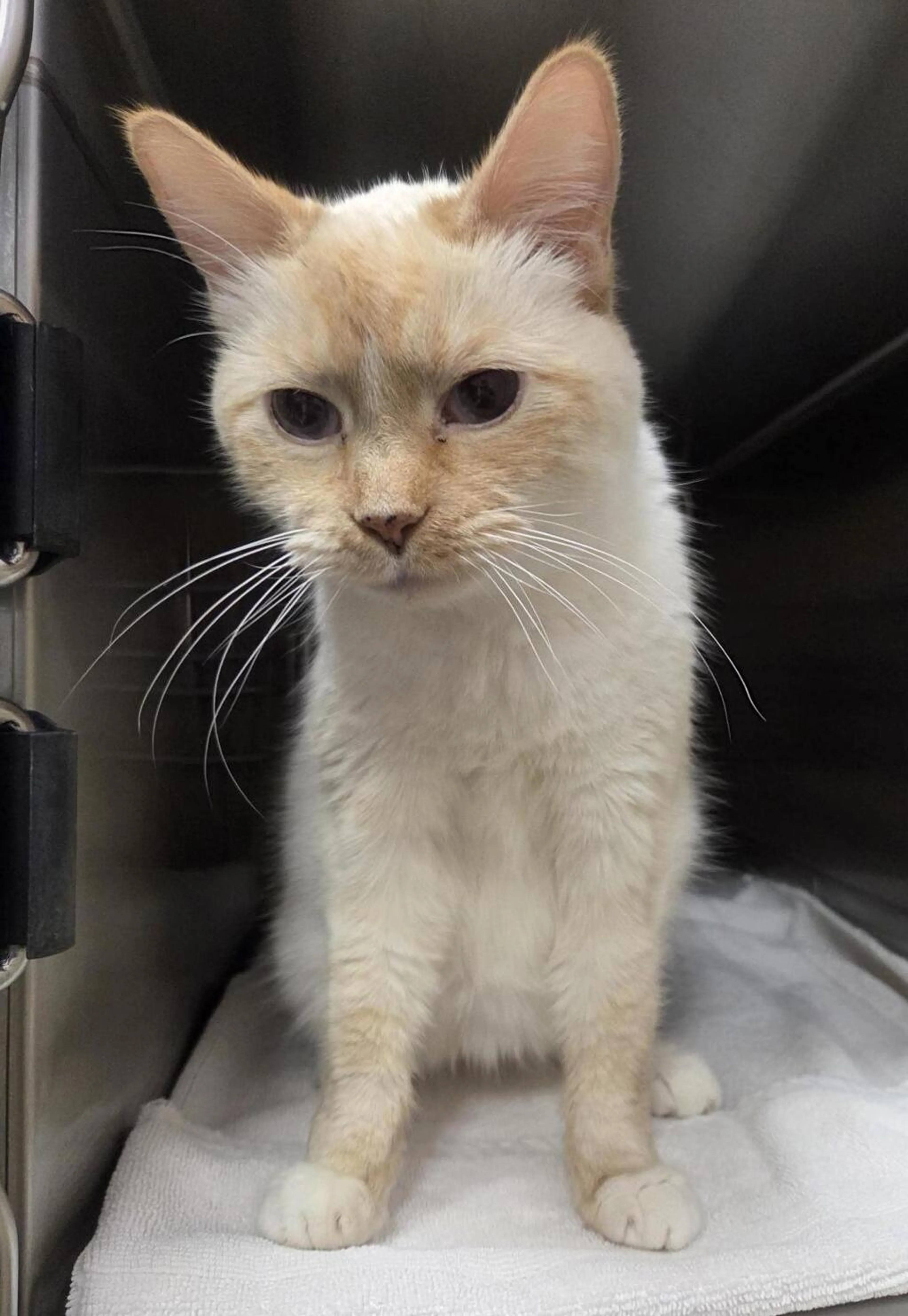 Found pet