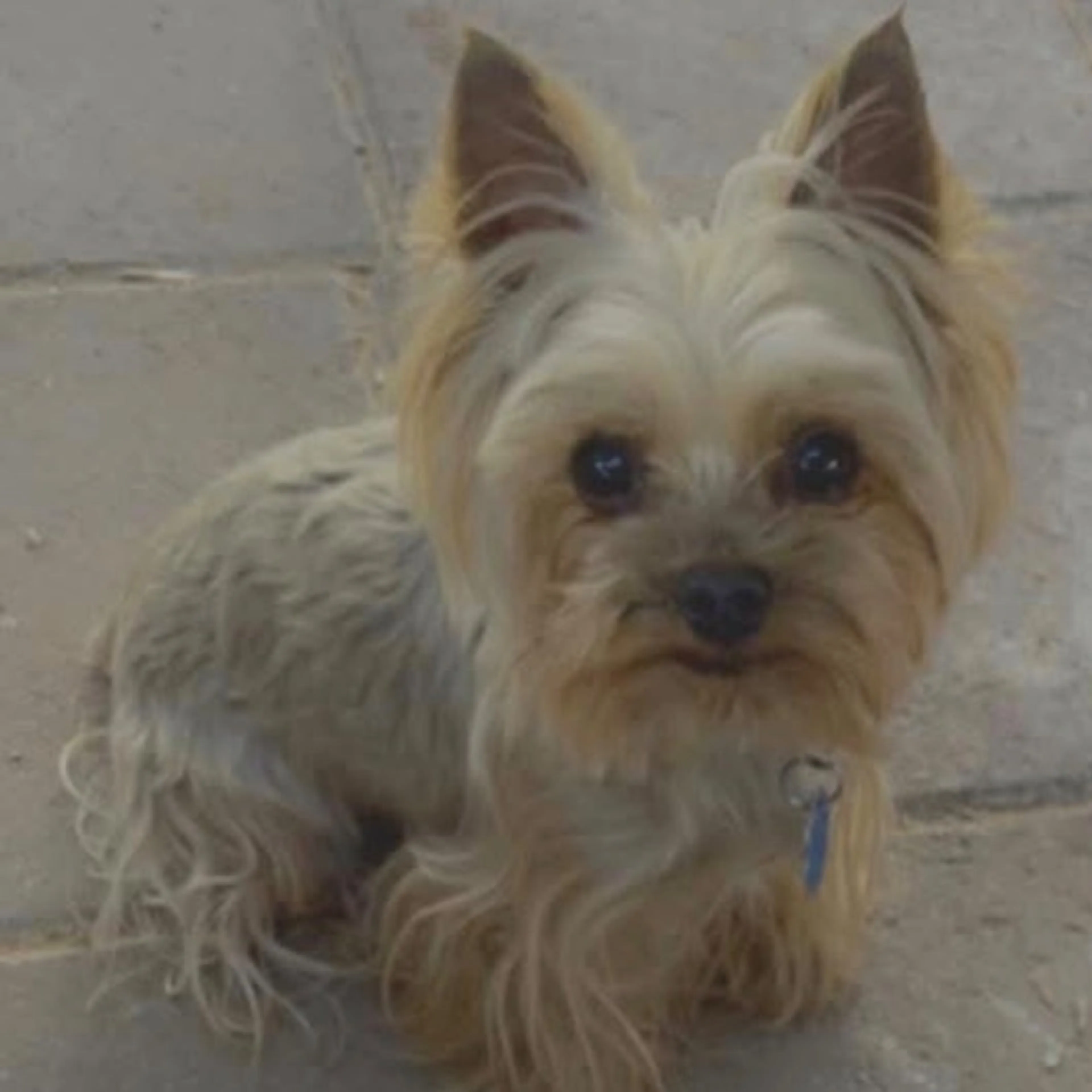 Lost pet-0
