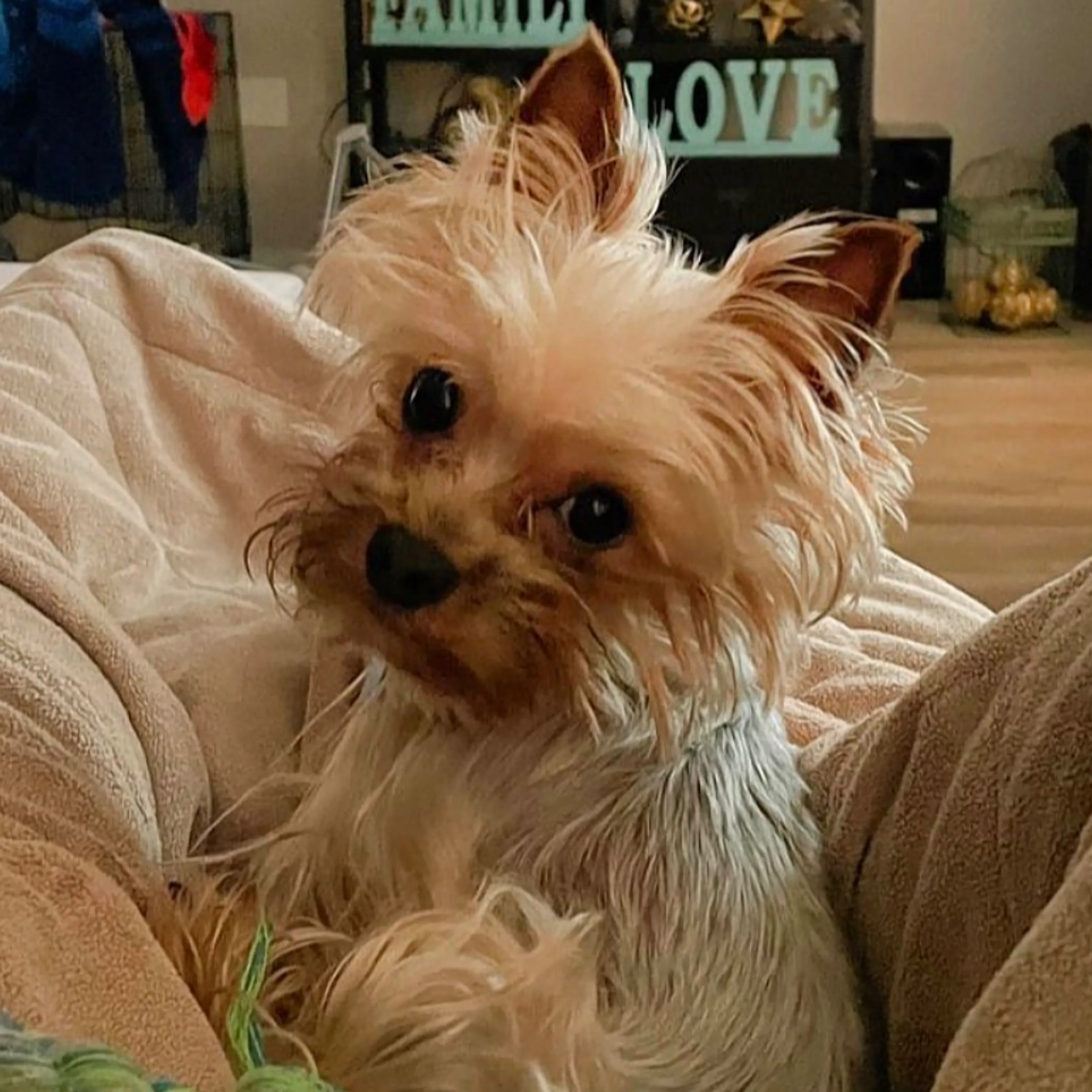 Lost pet-1