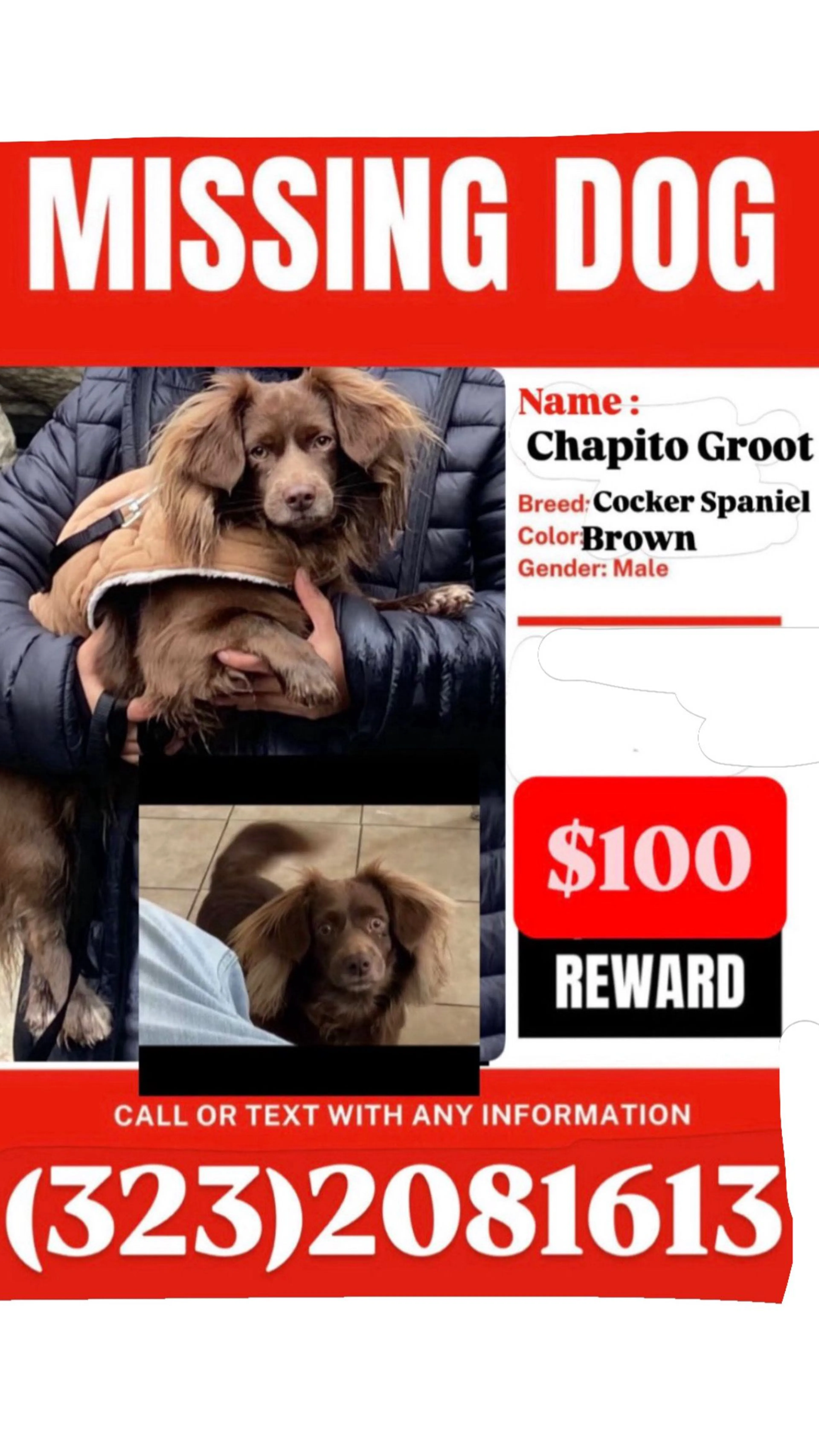 Lost pet