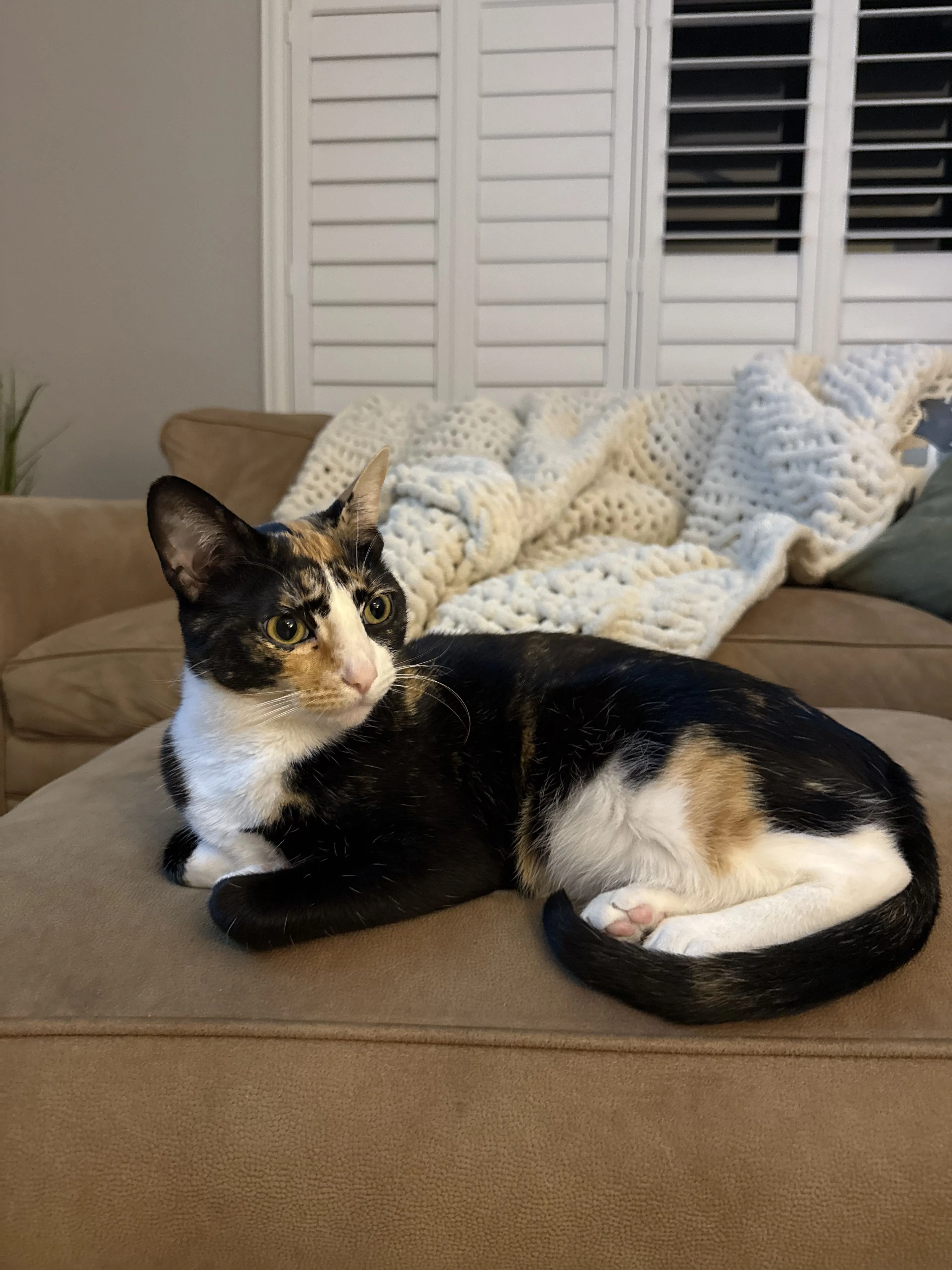 Lost pet
