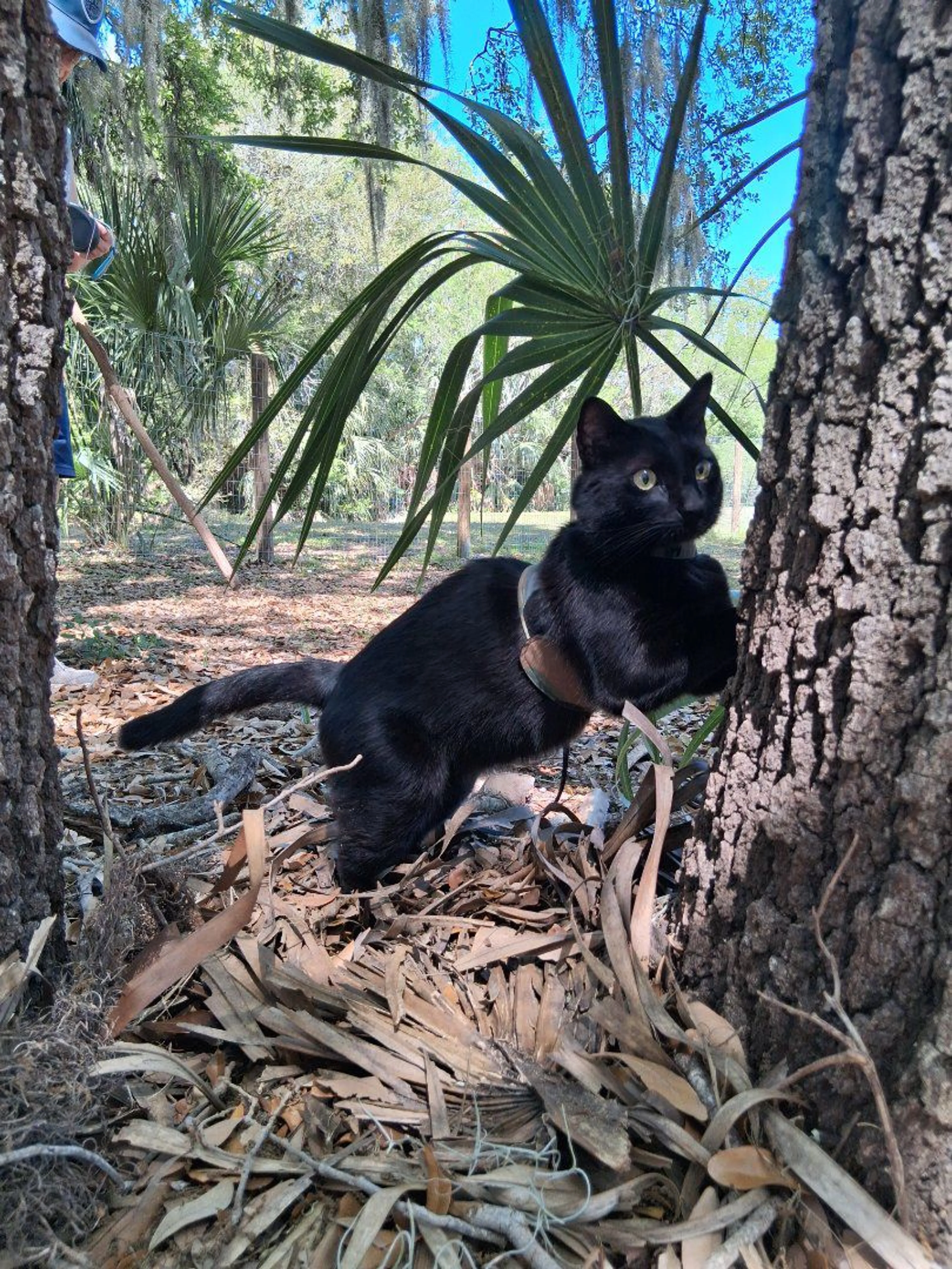Lost pet-3