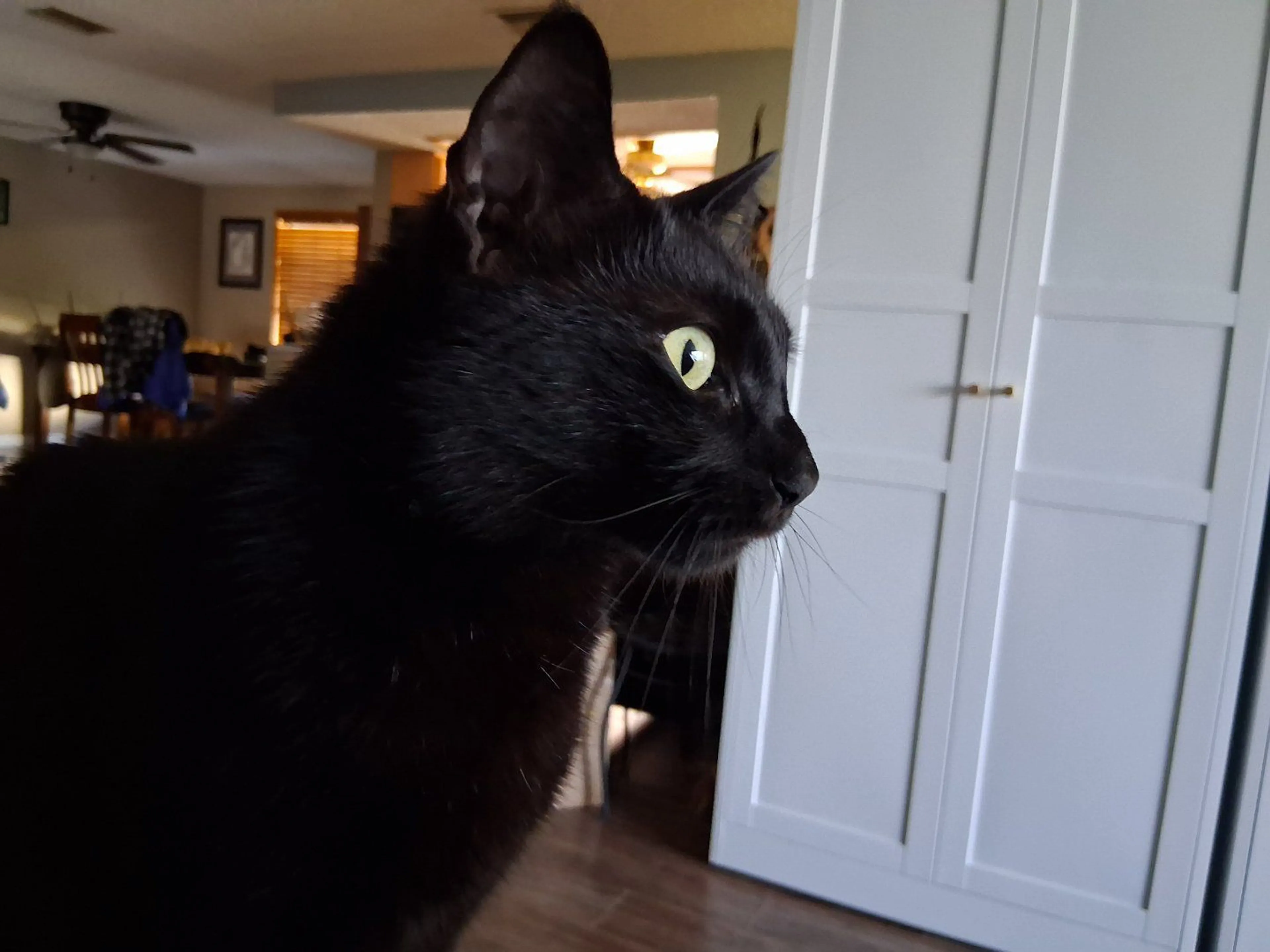 Lost pet-1