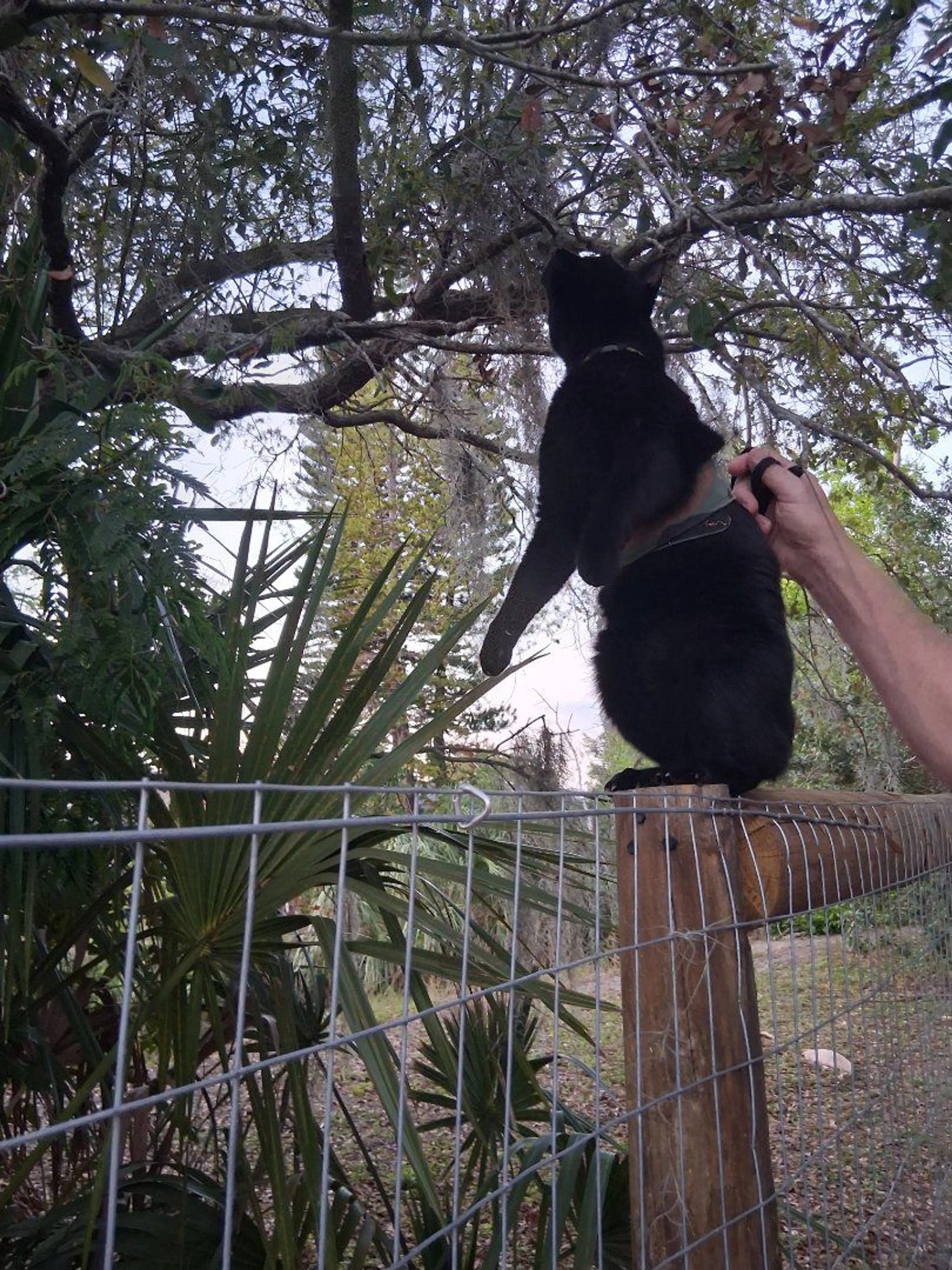 Lost pet-2