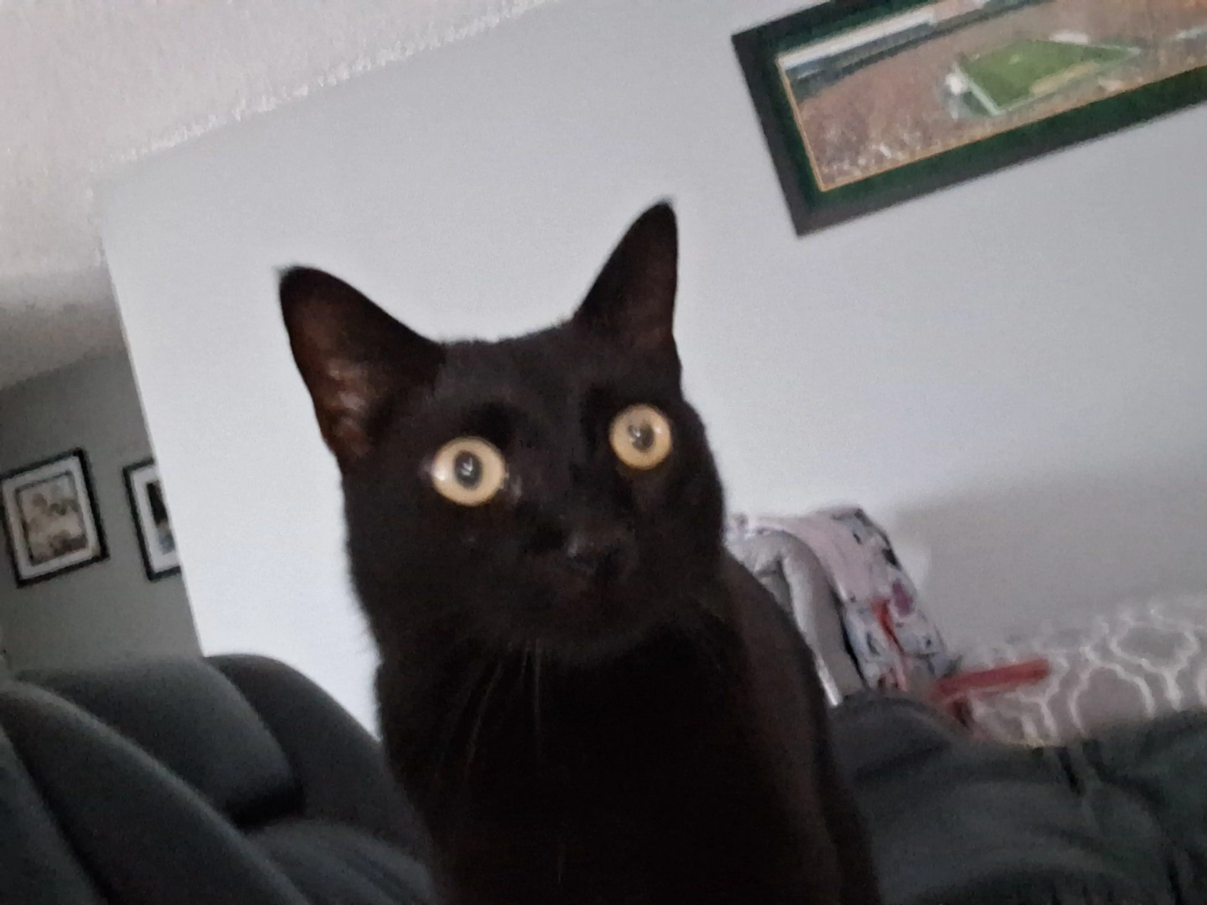 Lost pet-0