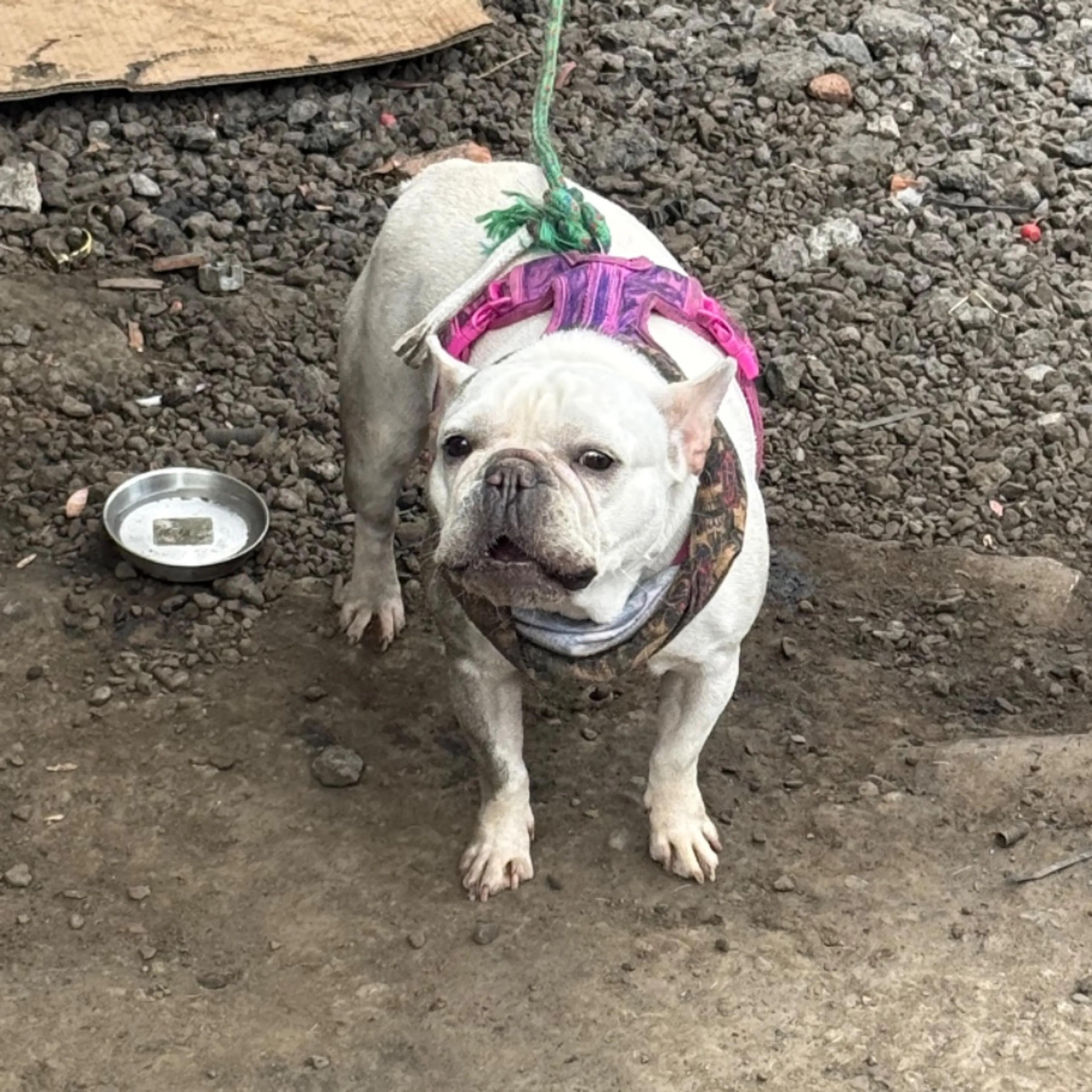 Found pet