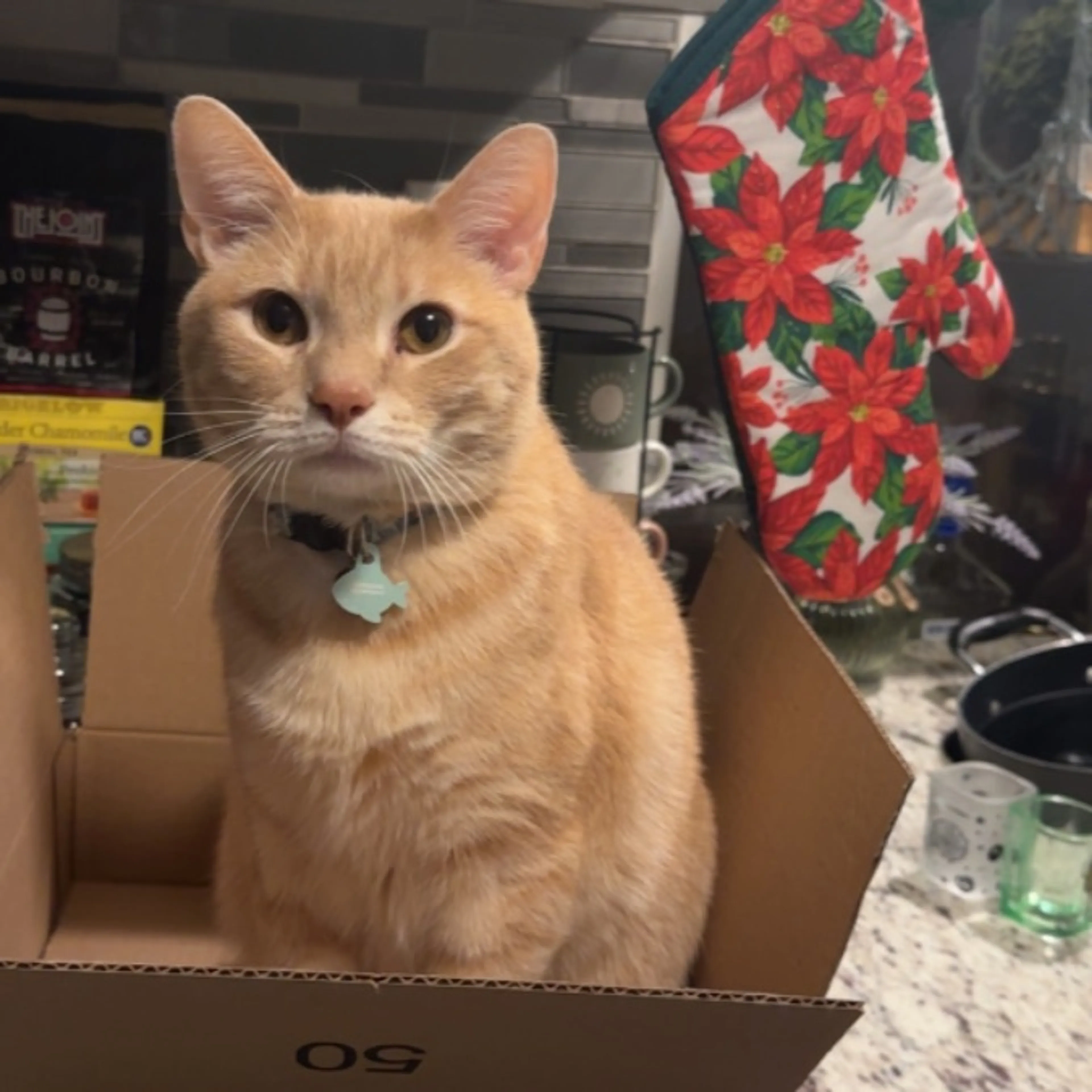 Lost pet