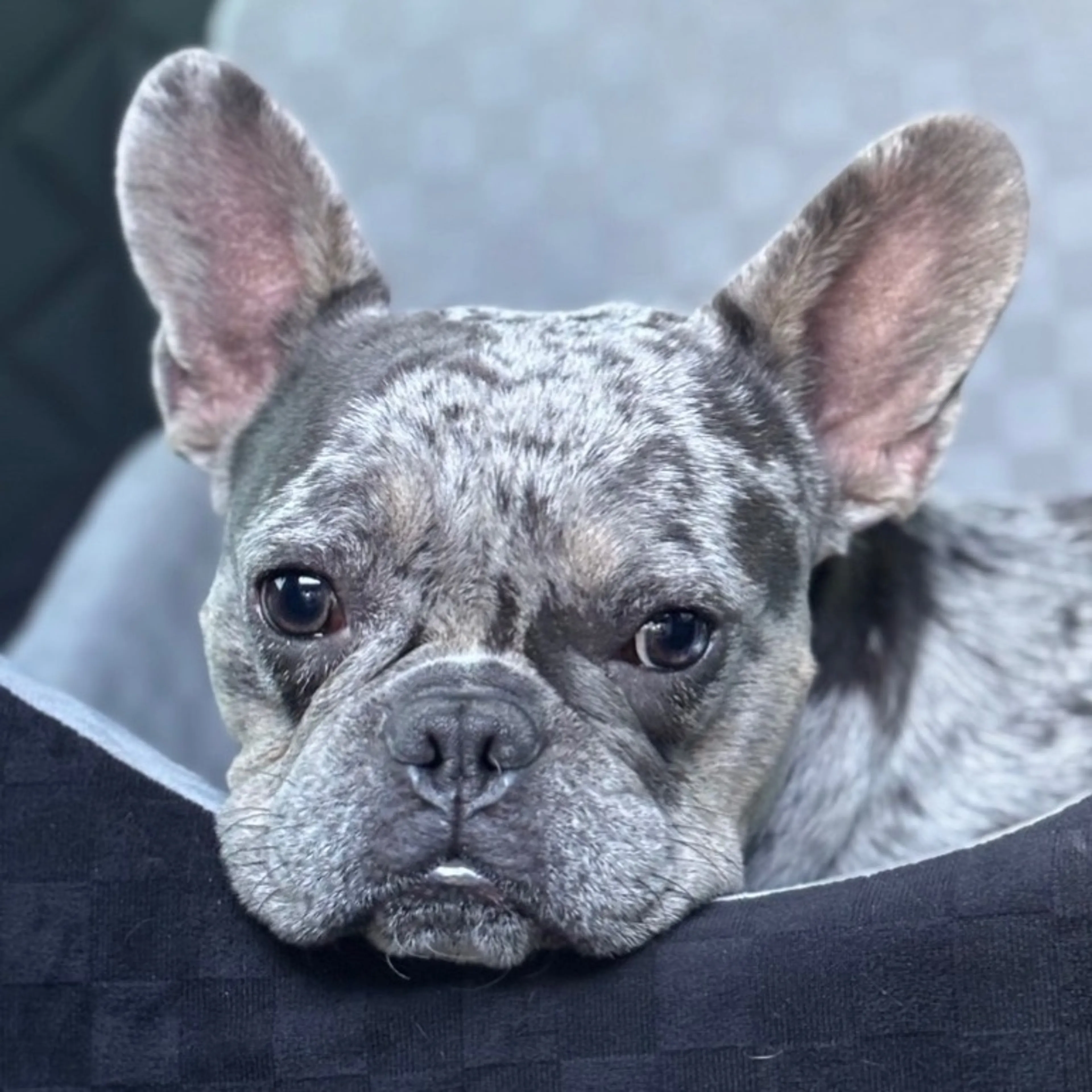 Lost pet