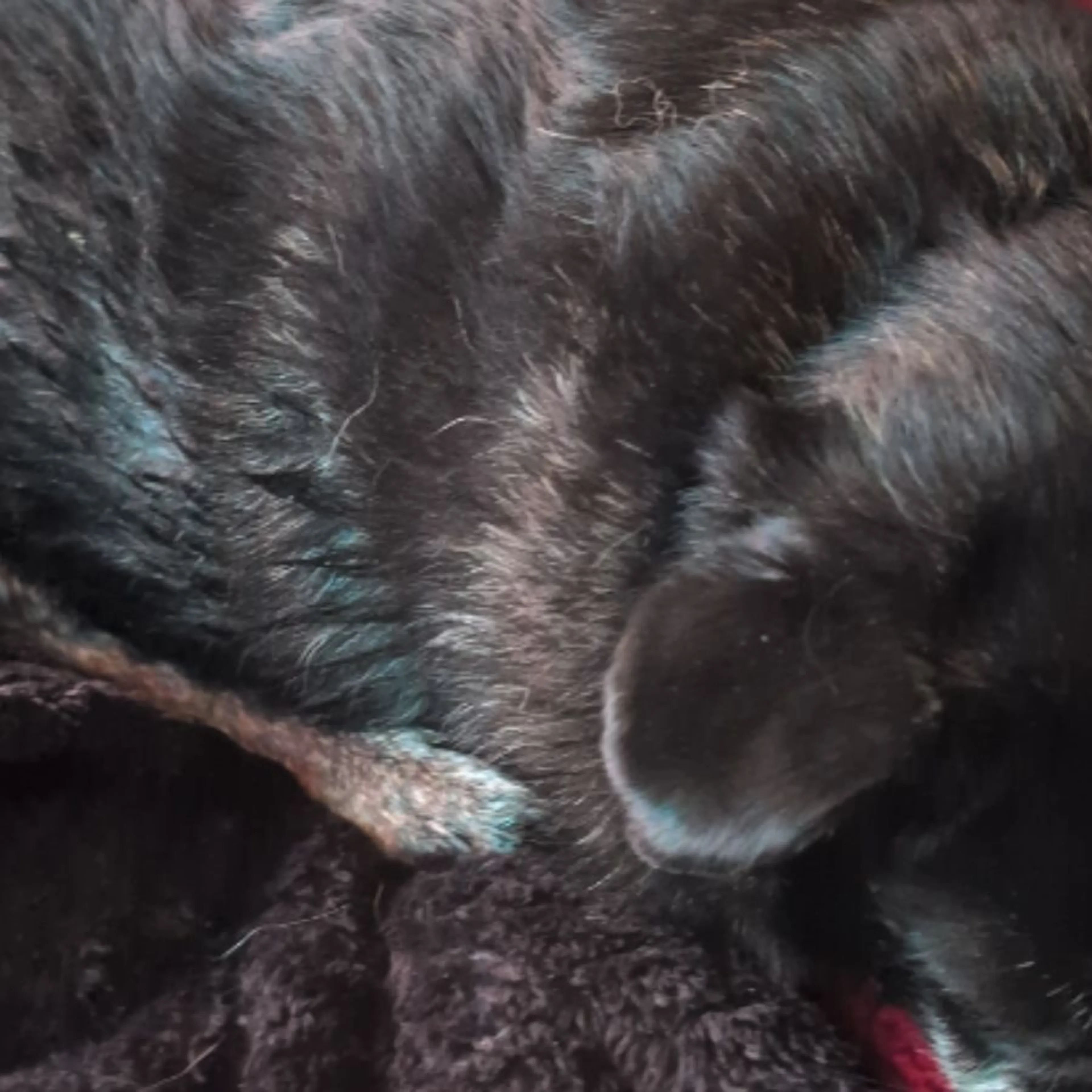 Found pet