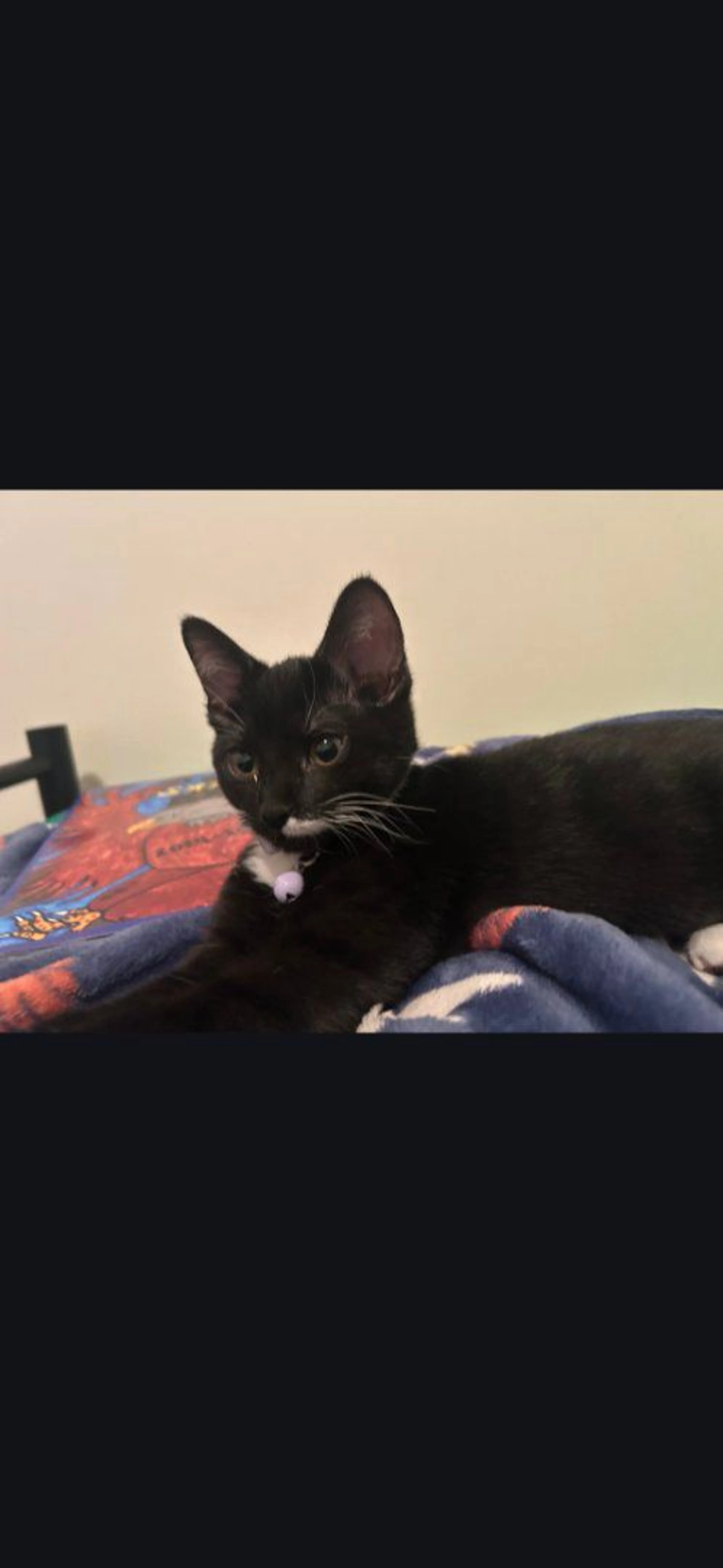 Lost pet-0