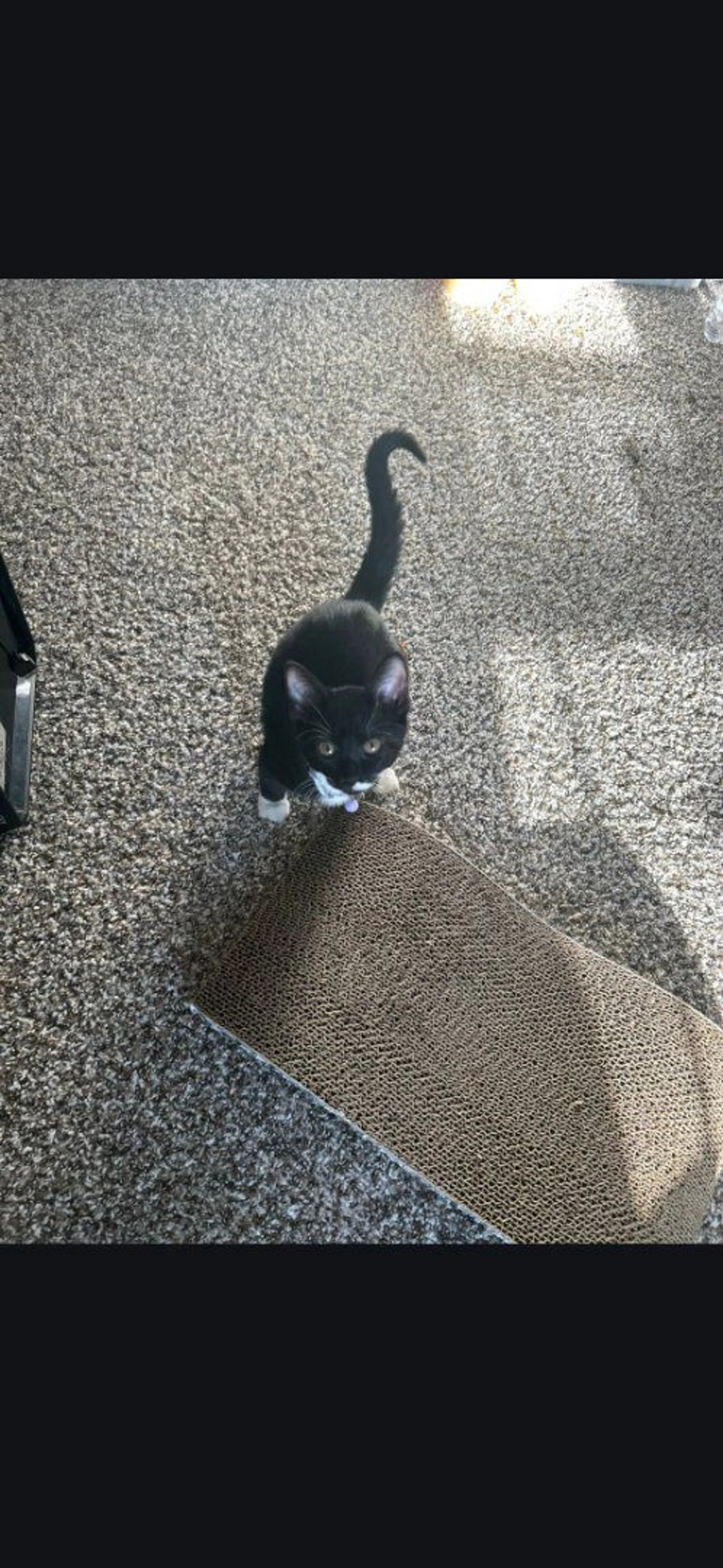 Lost pet-2