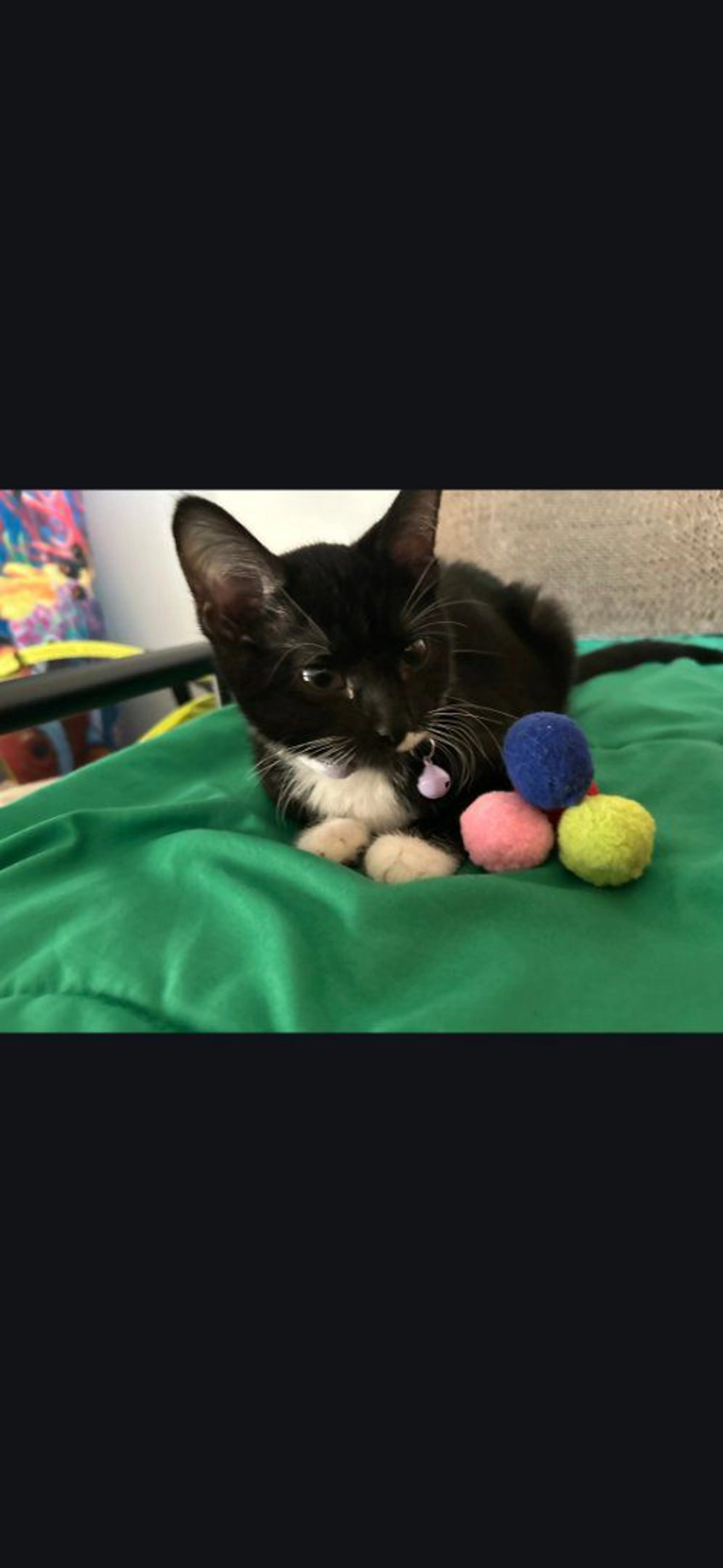 Lost pet-1