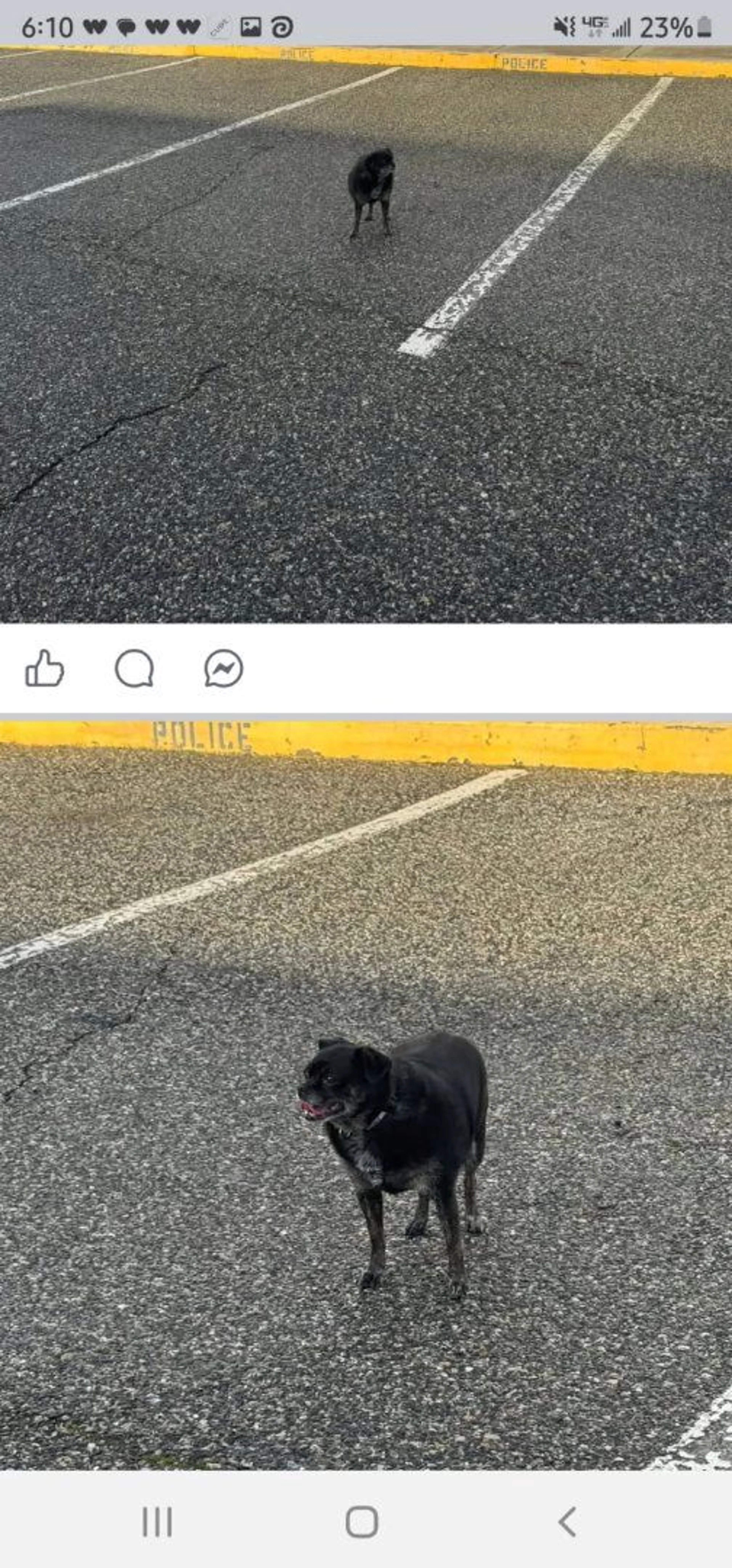 Lost pet
