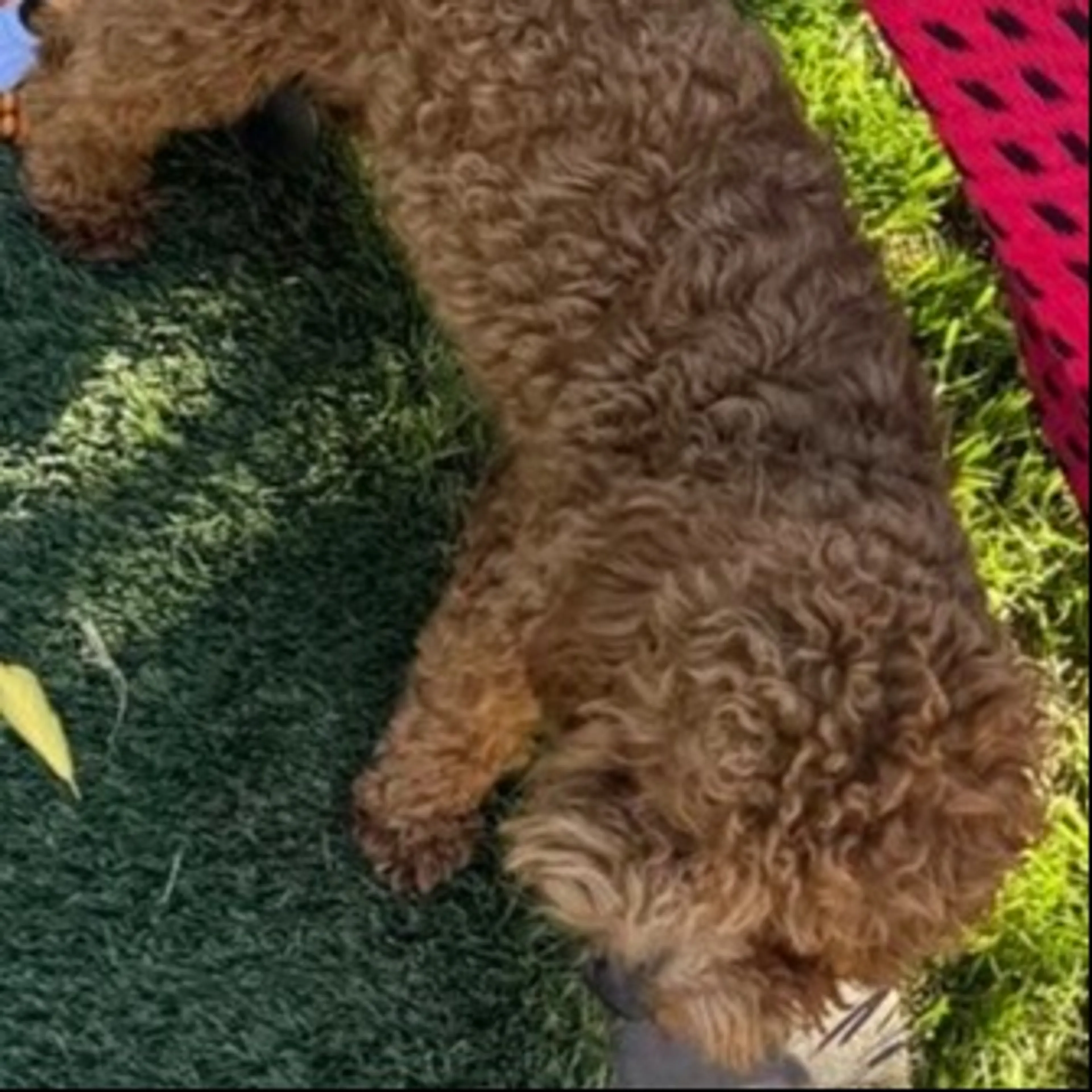Lost pet-0