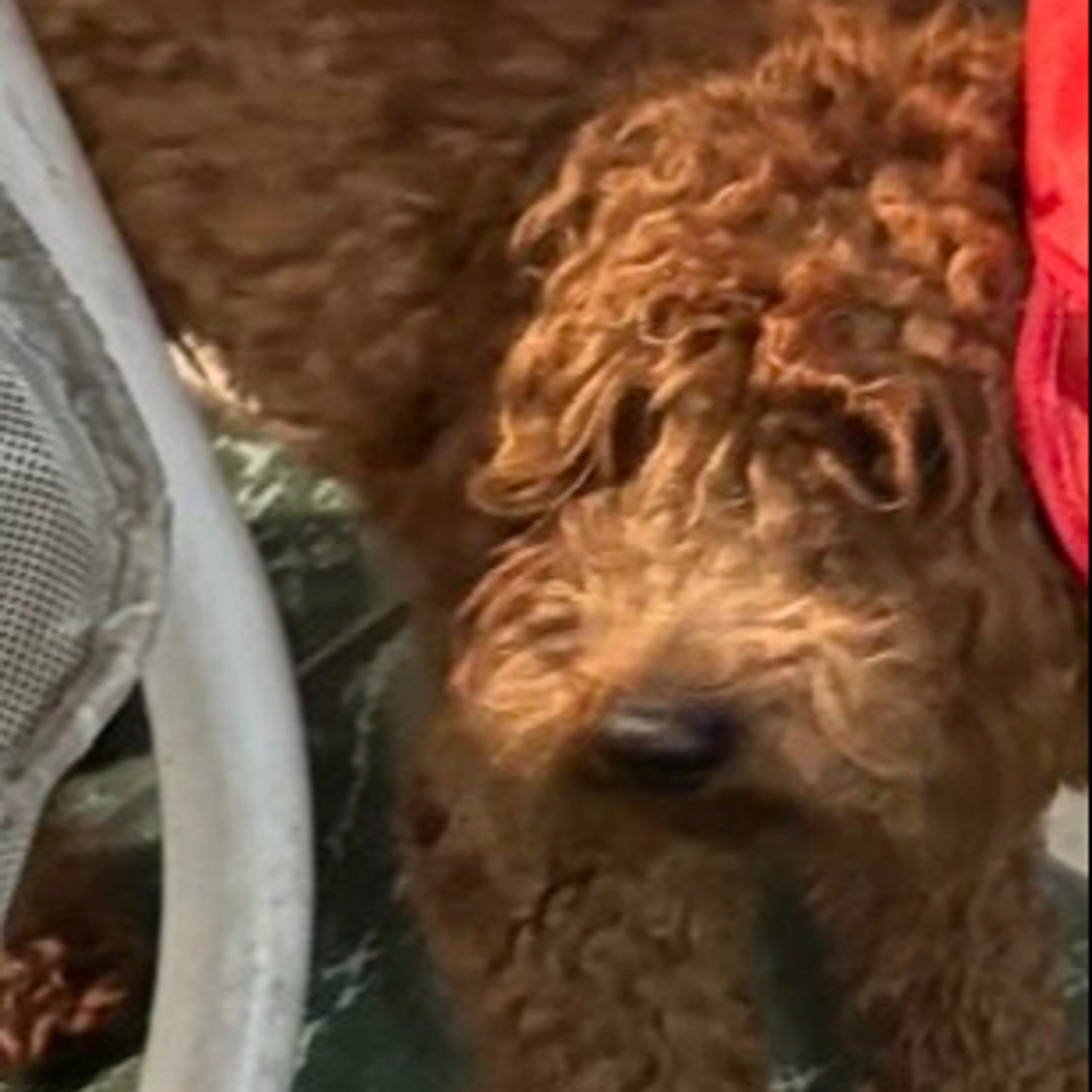 Lost pet-2