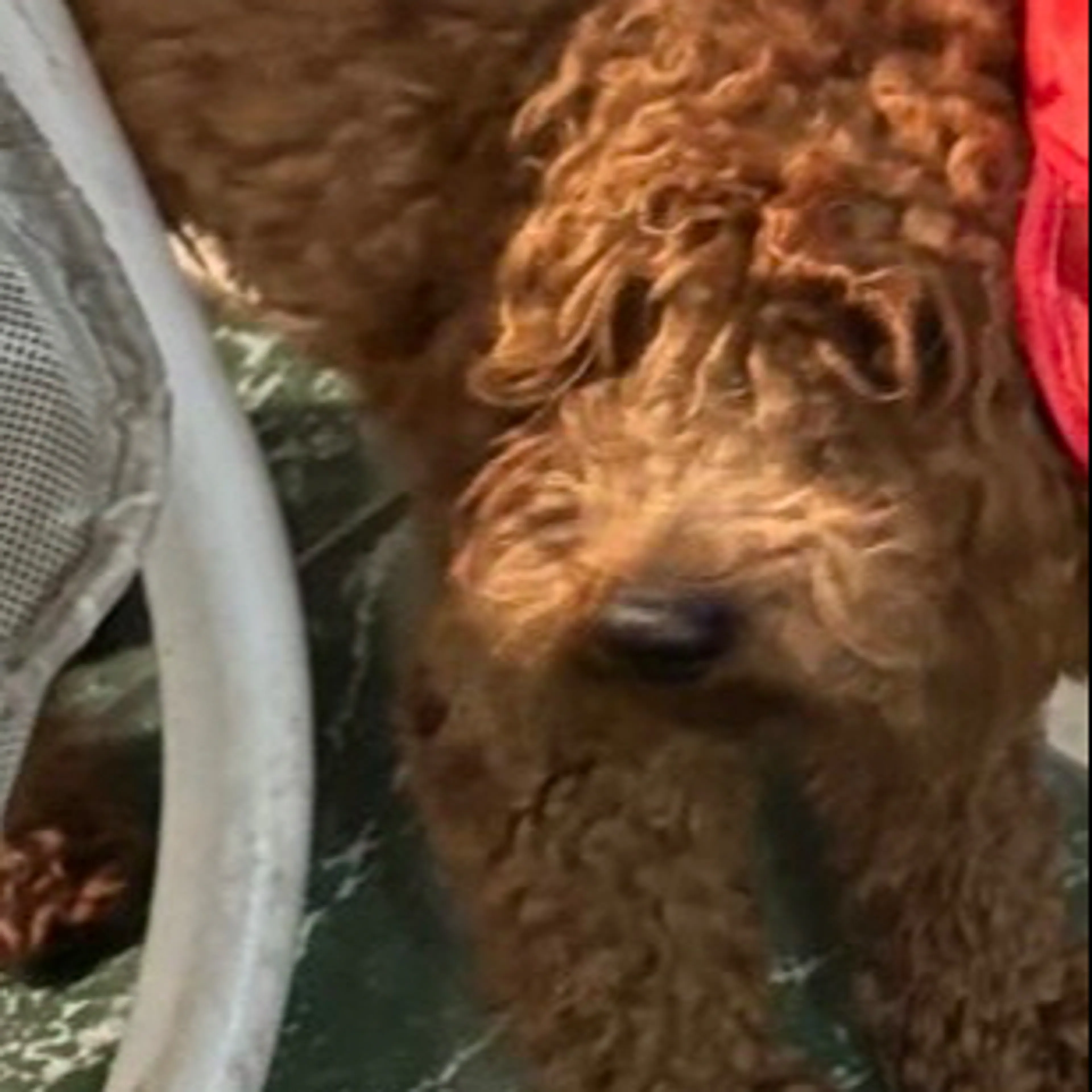 Lost pet-1
