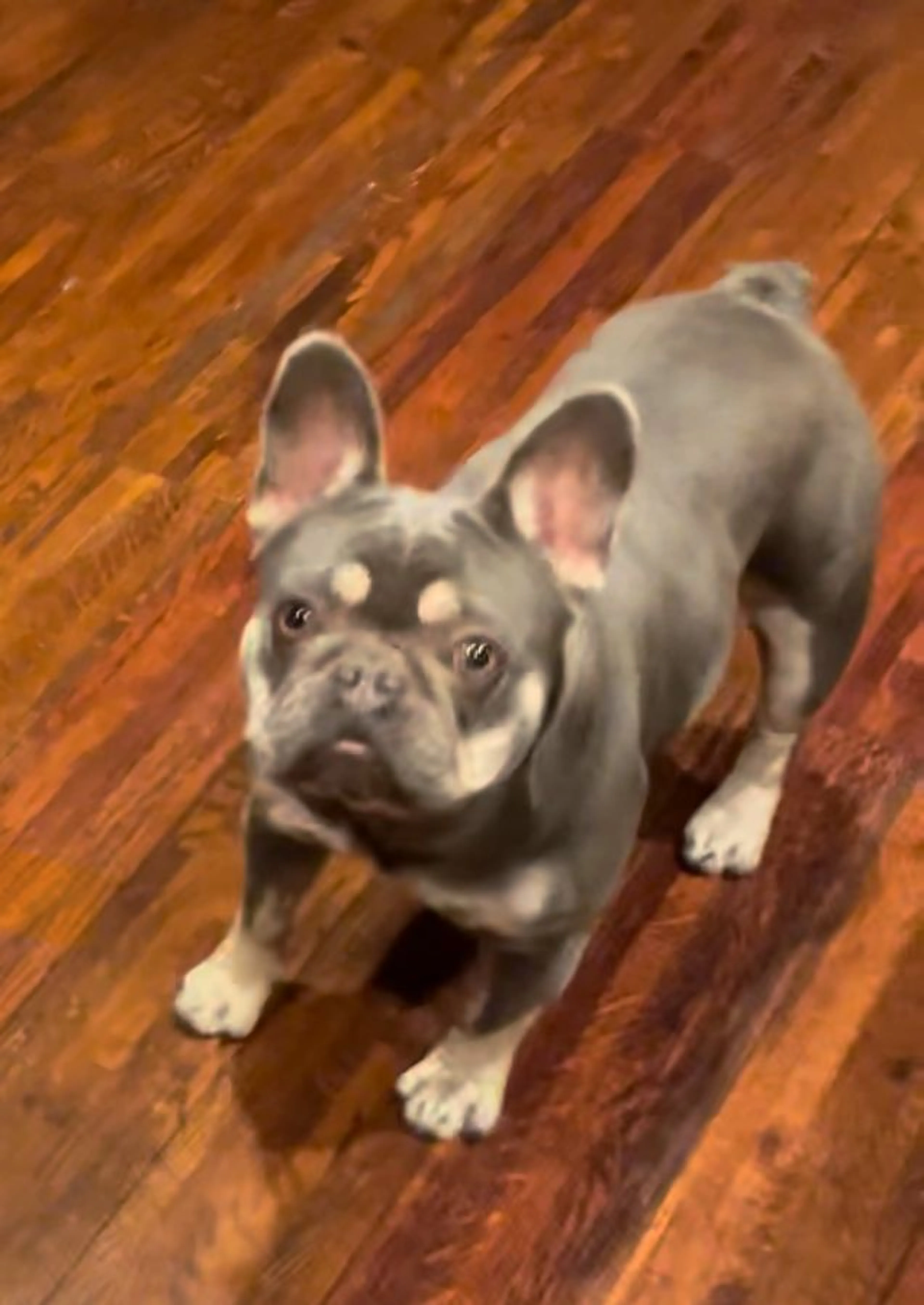 Lost pet