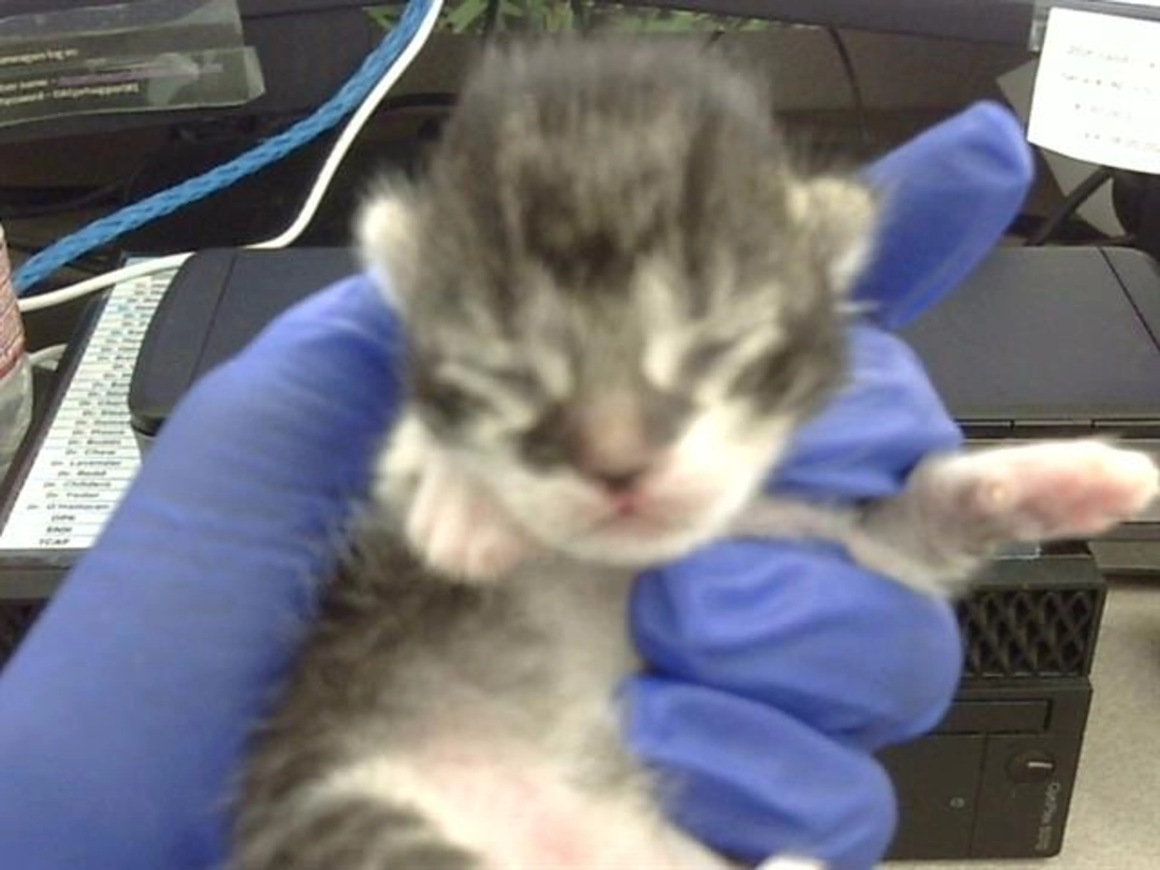 Found pet