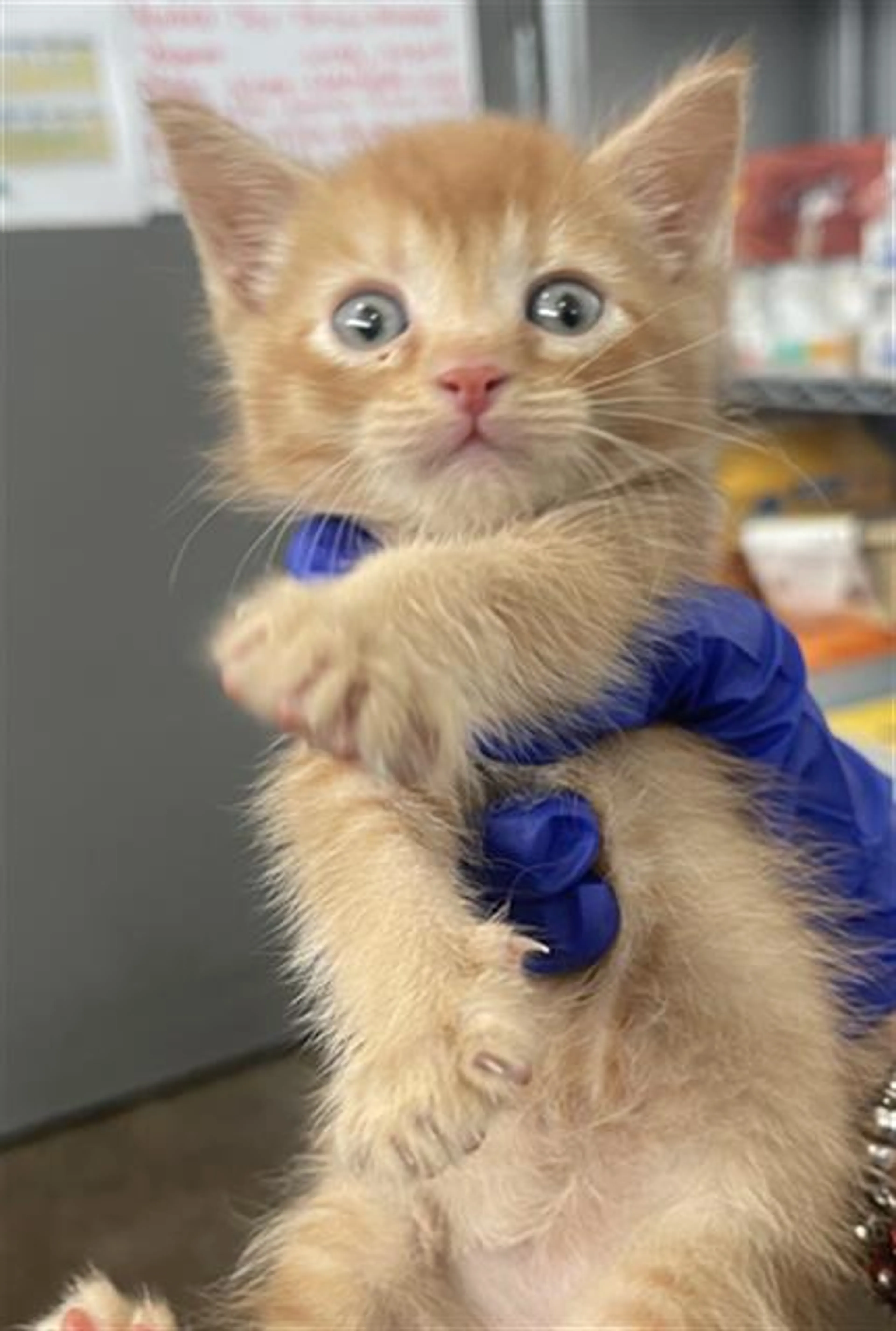 Found pet