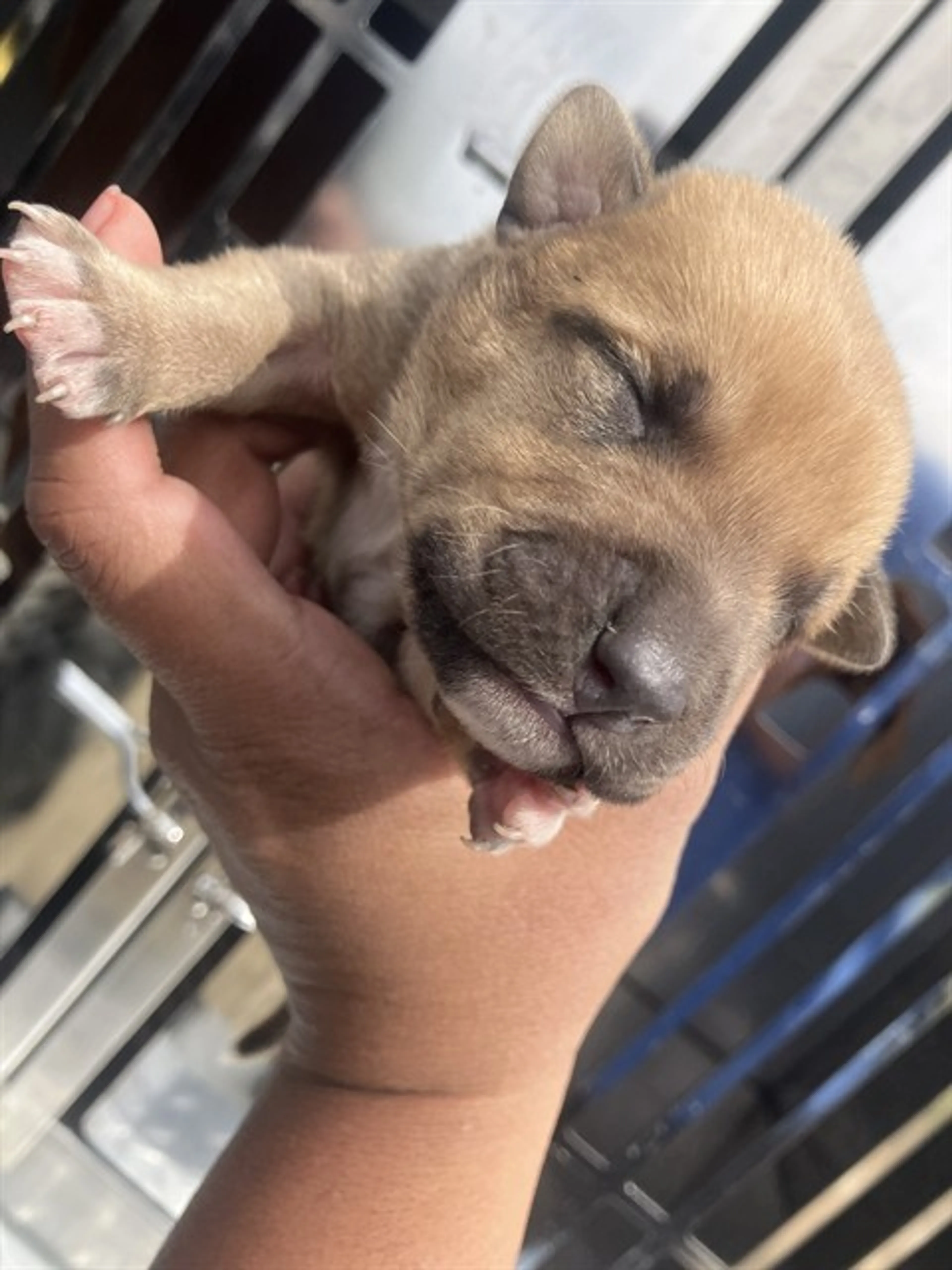 Found pet