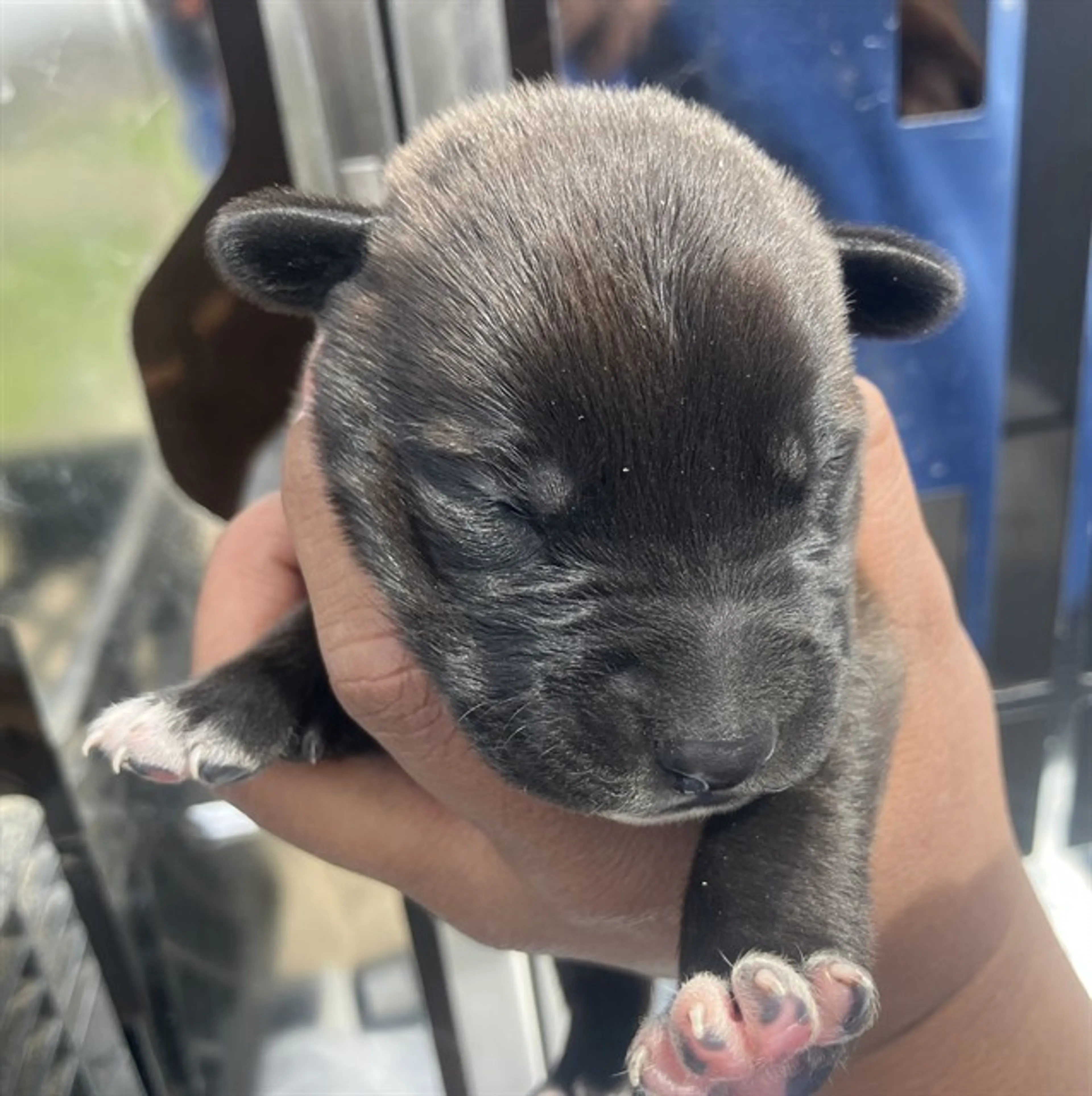 Found pet