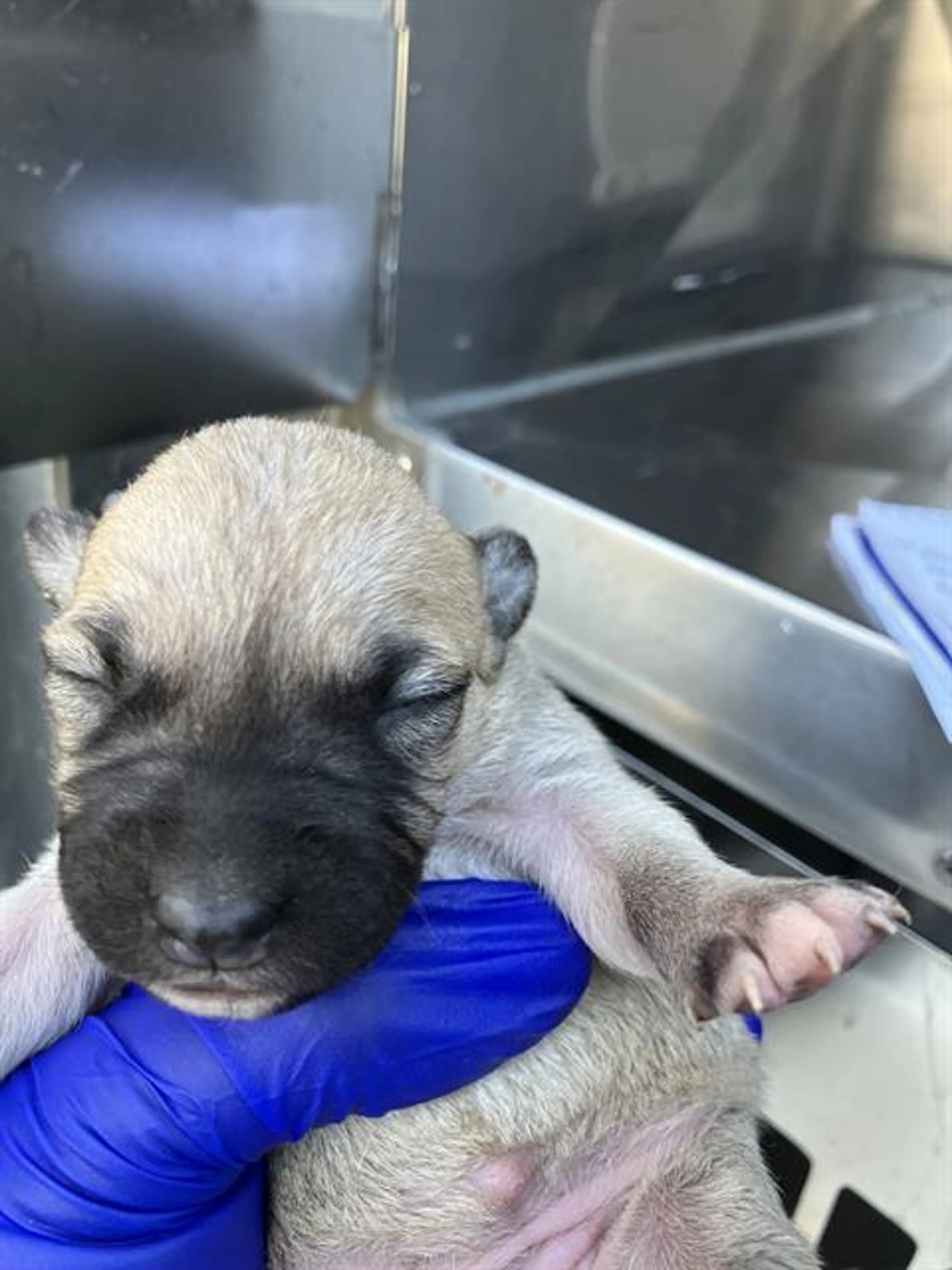 Found pet