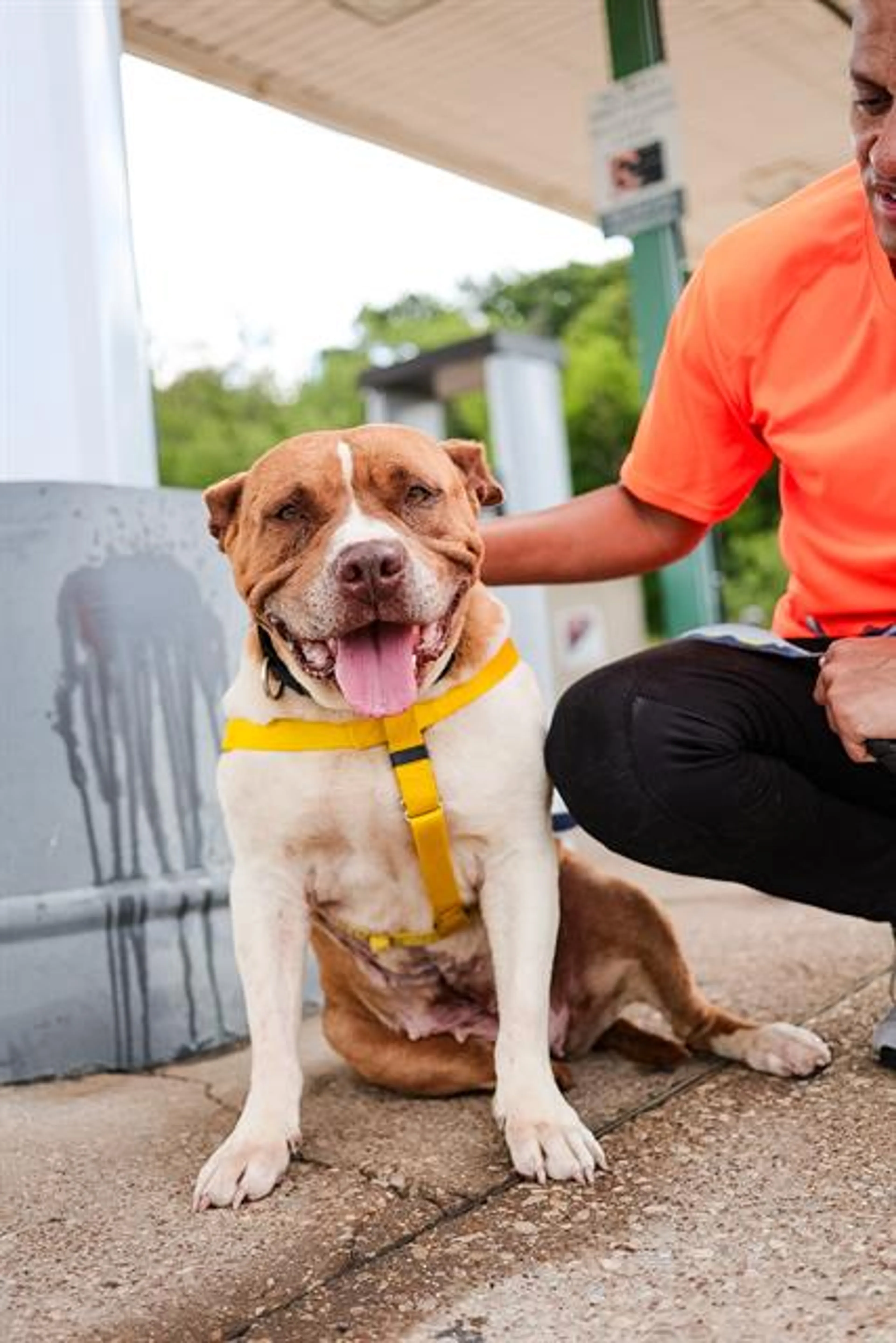 cdn image