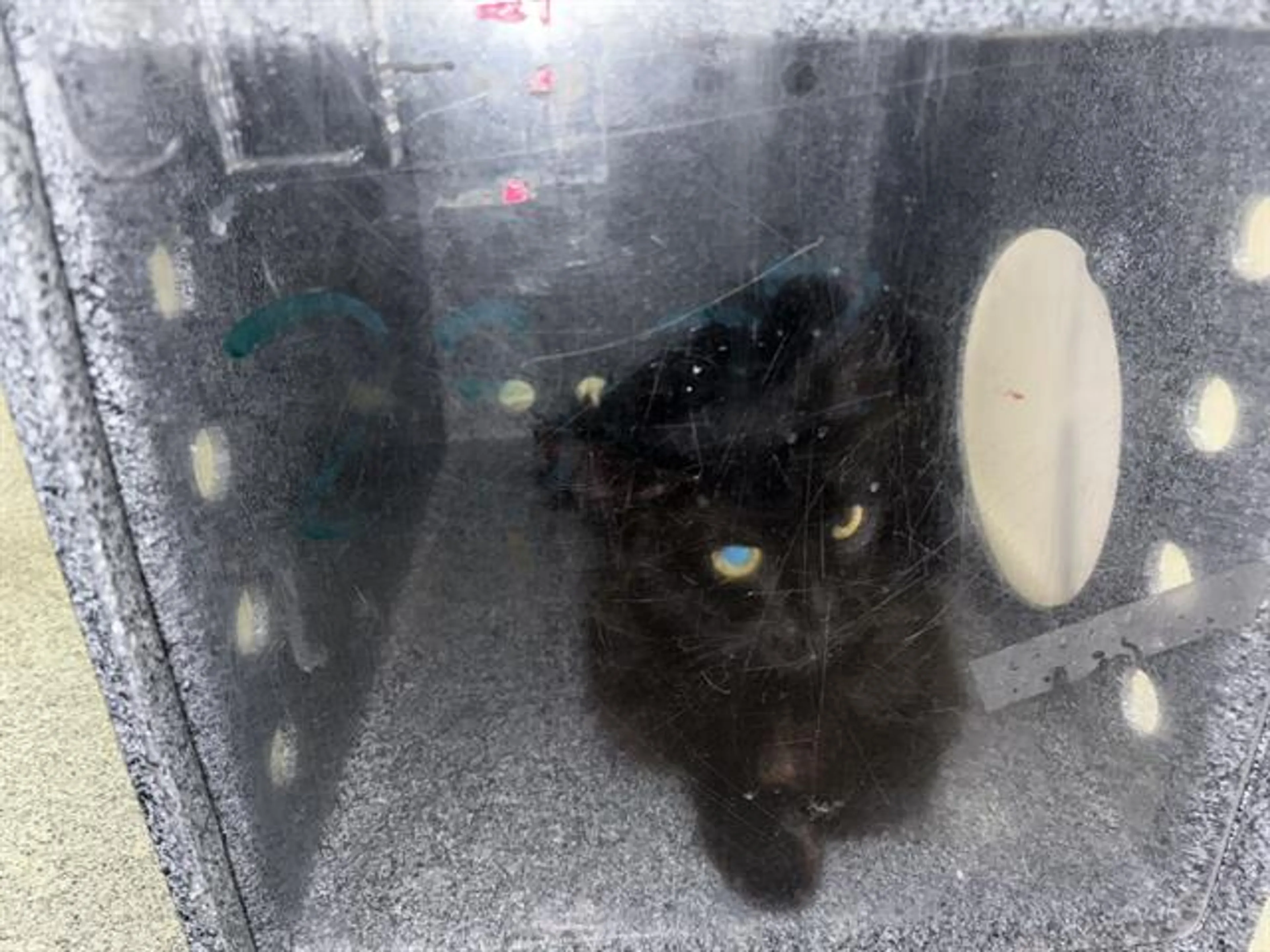 Found pet