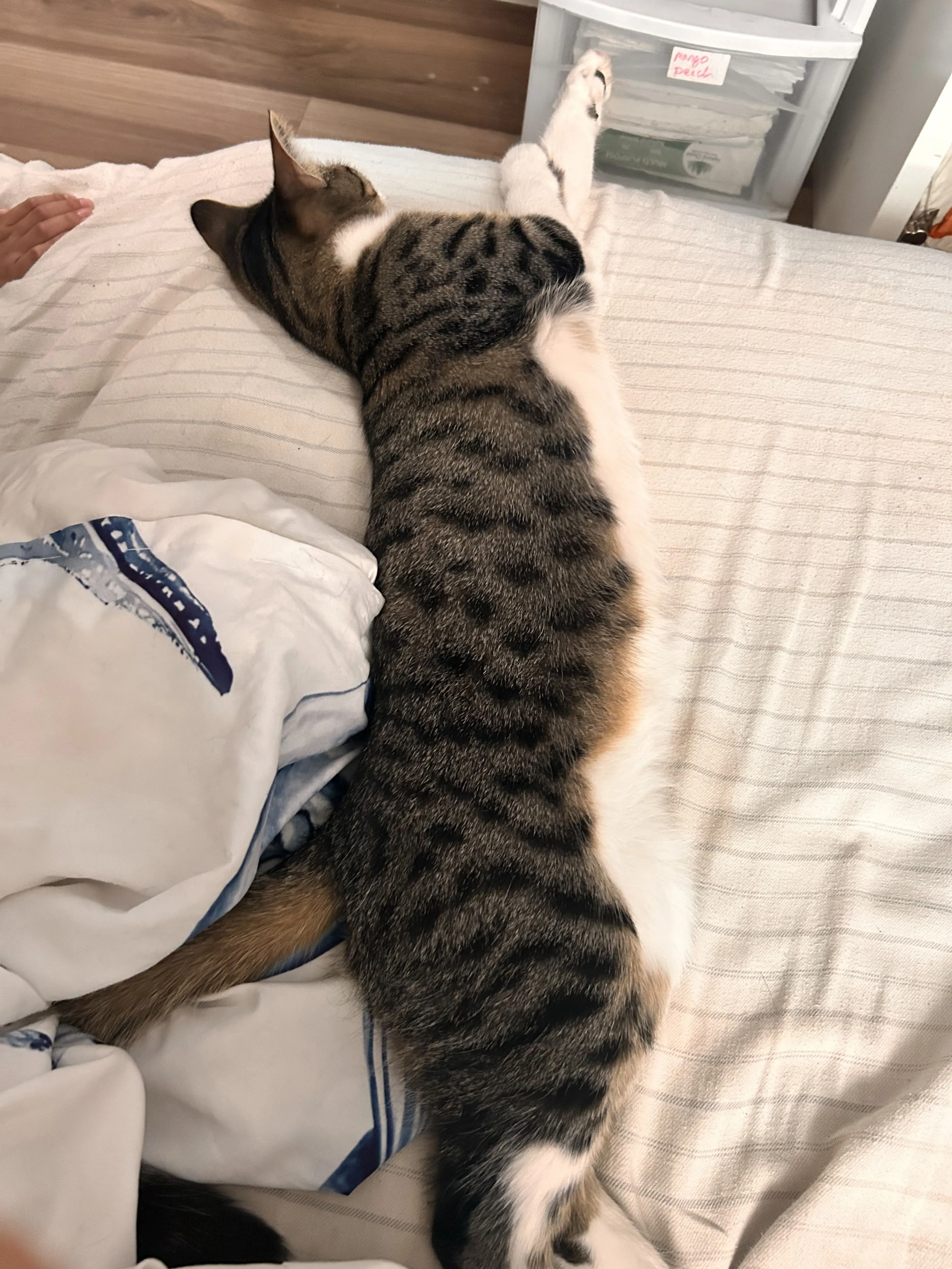 Lost pet-1