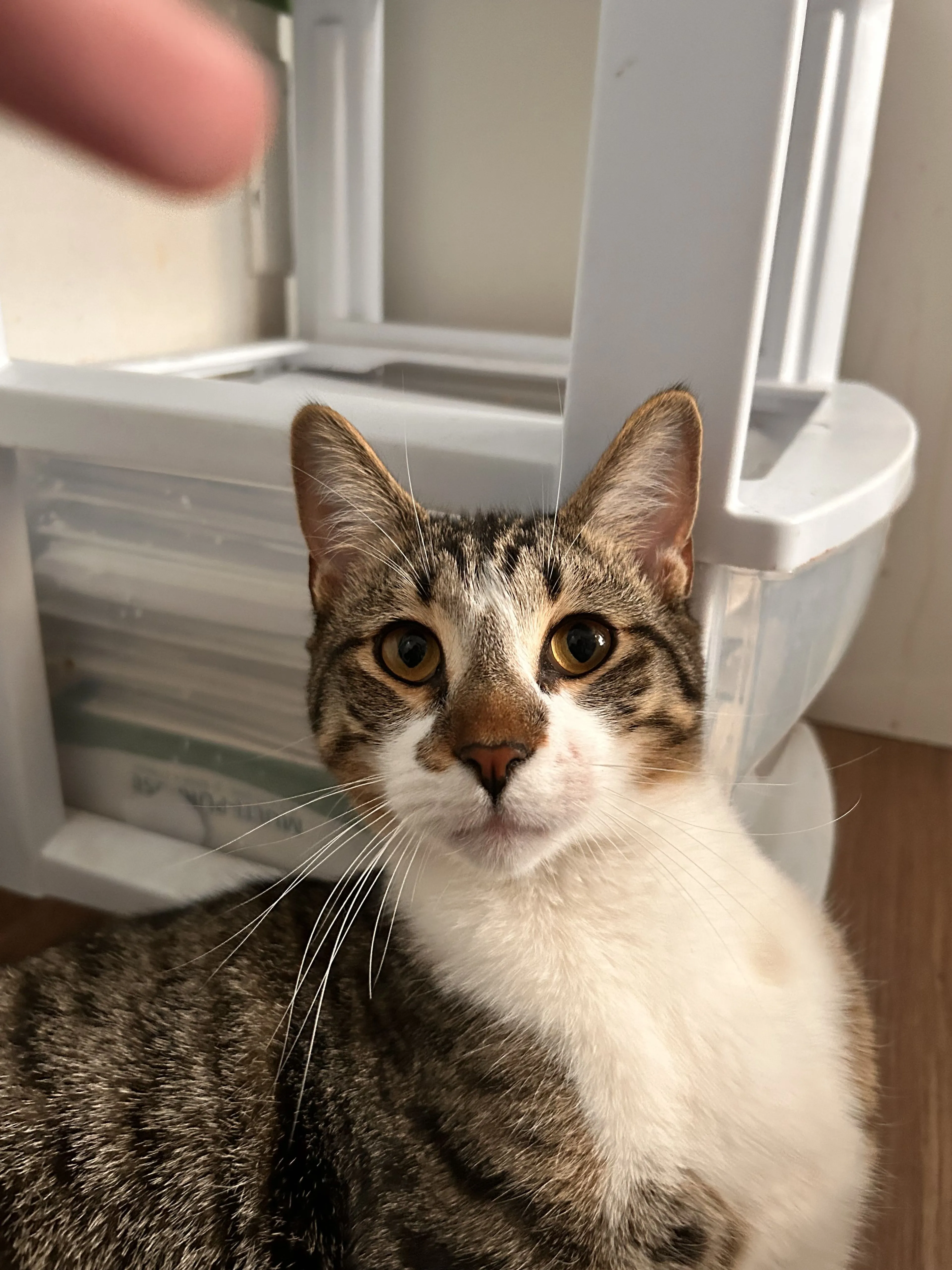 Lost pet-0