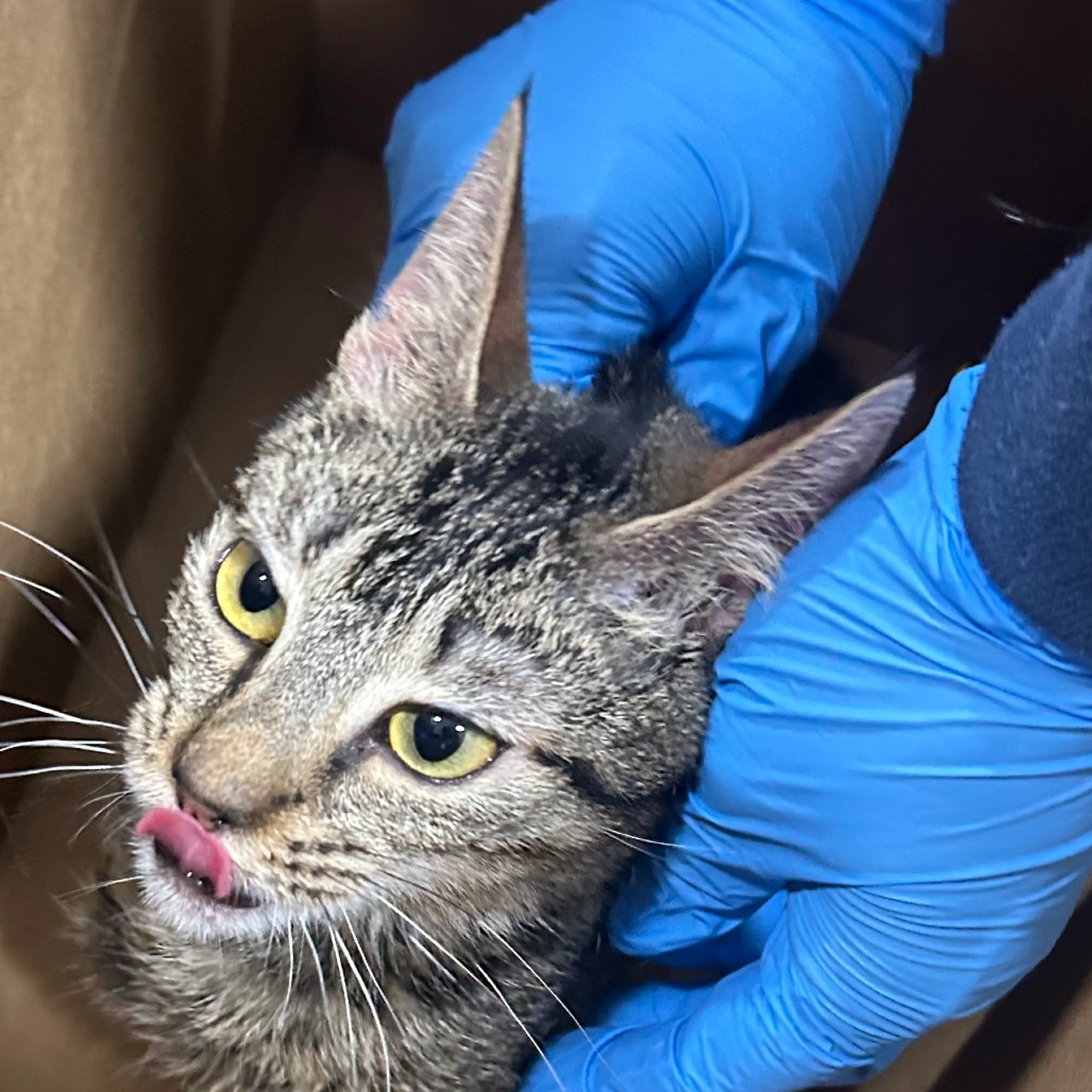 Found pet