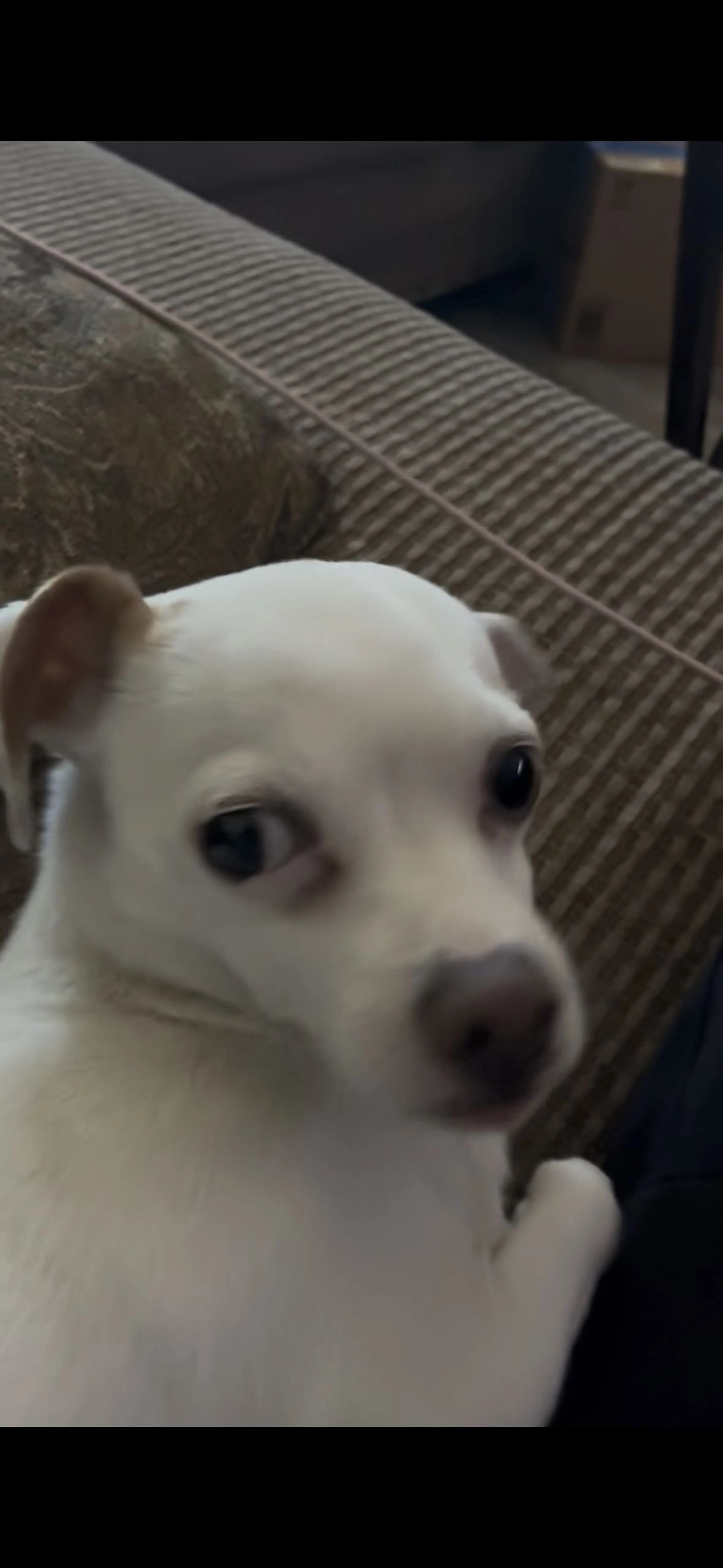 Lost pet-2