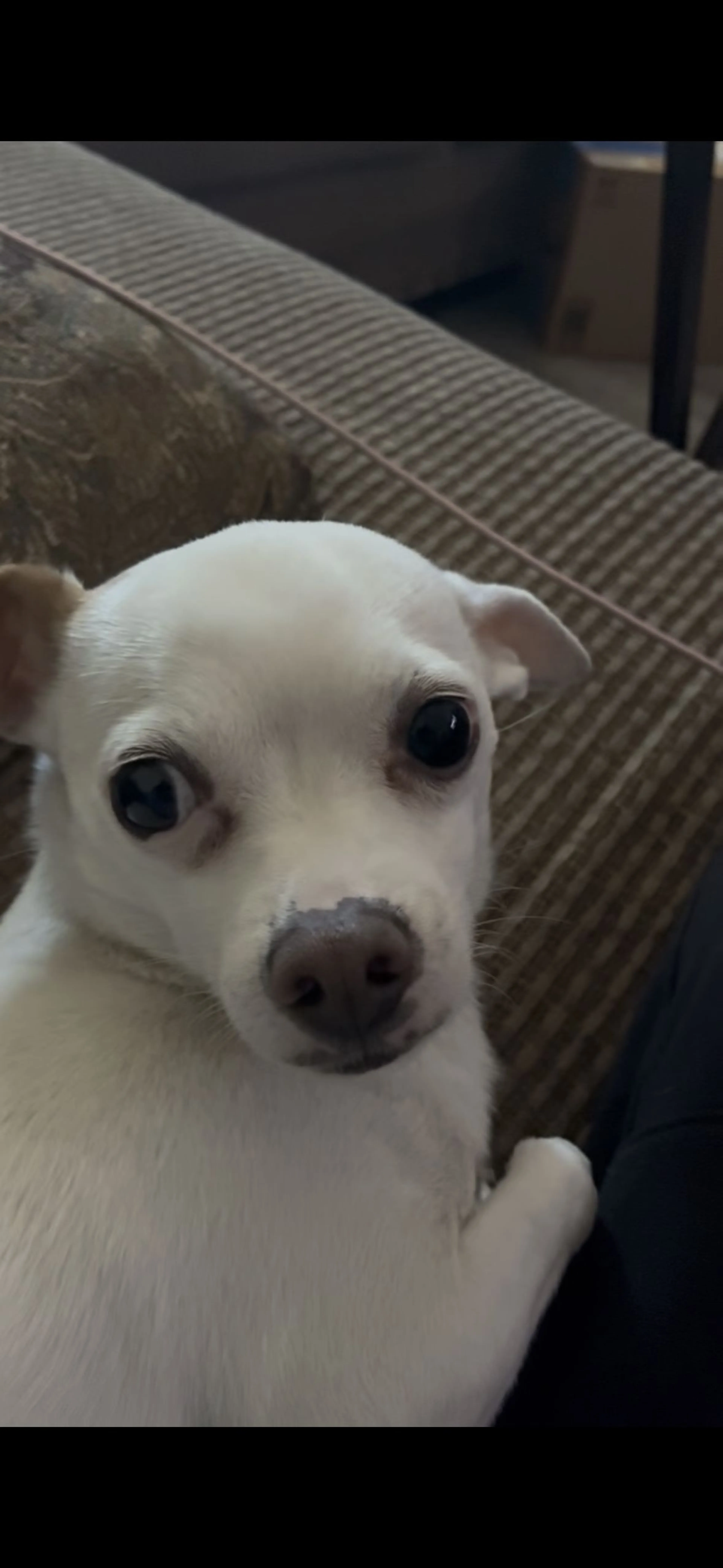 Lost pet-0