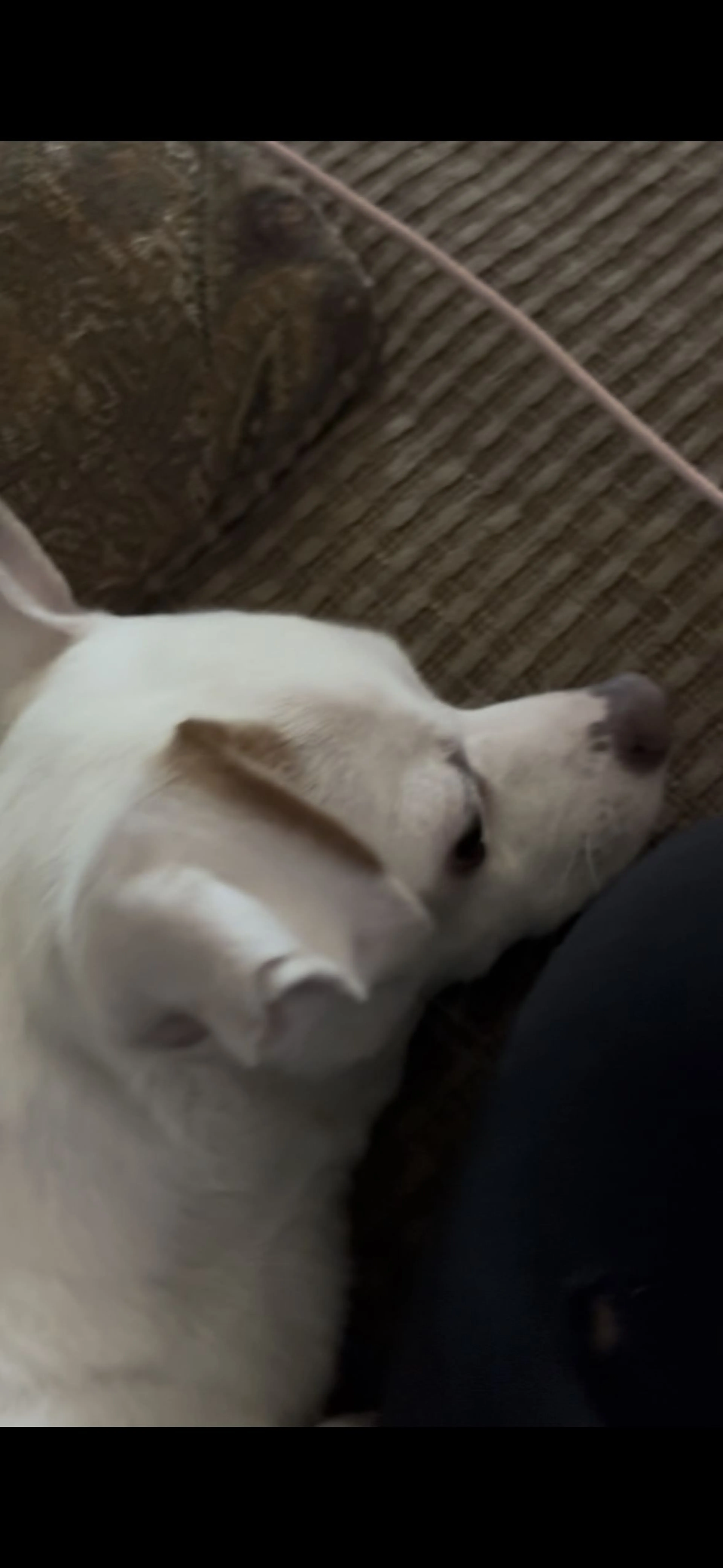 Lost pet-1