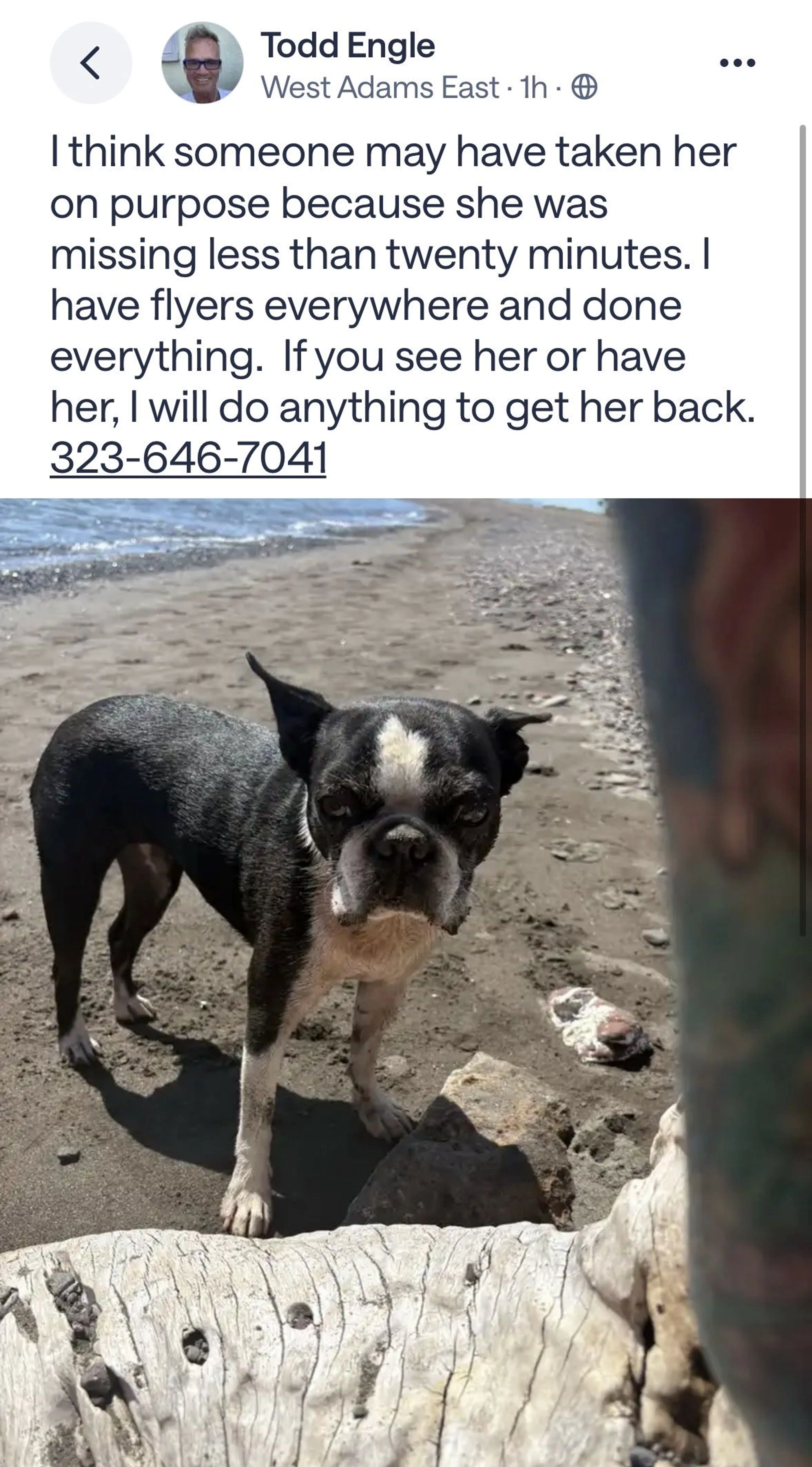 Lost pet