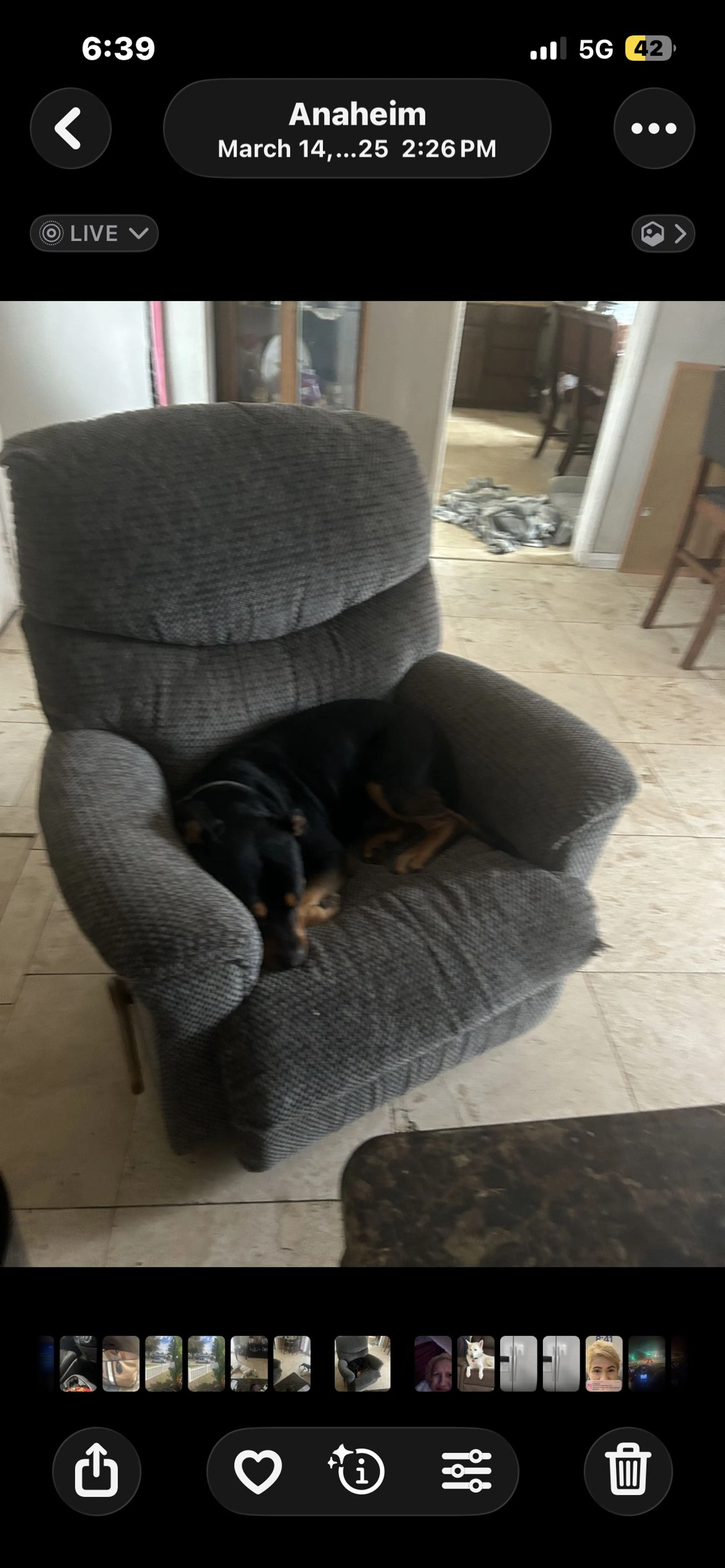 Lost pet