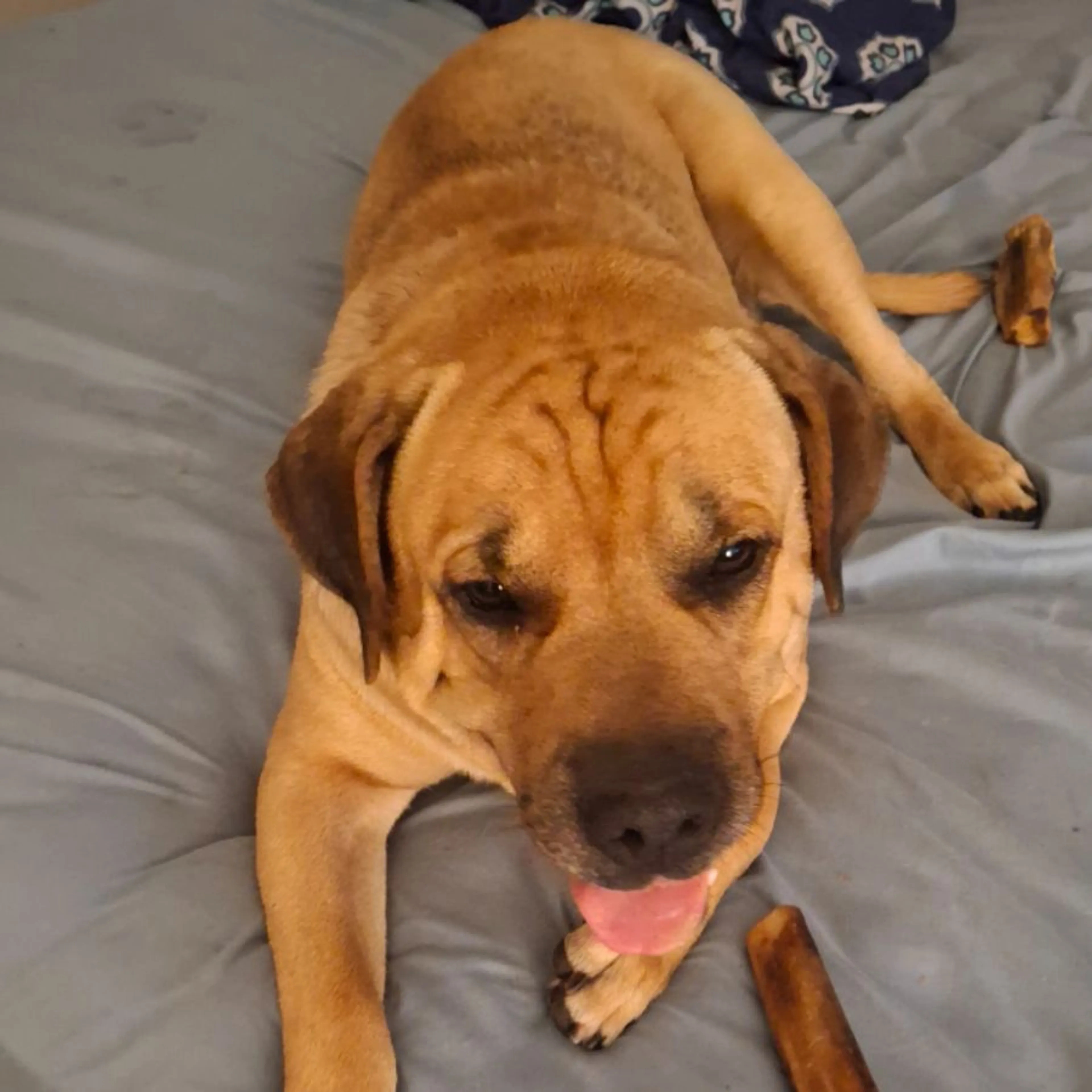 Lost pet