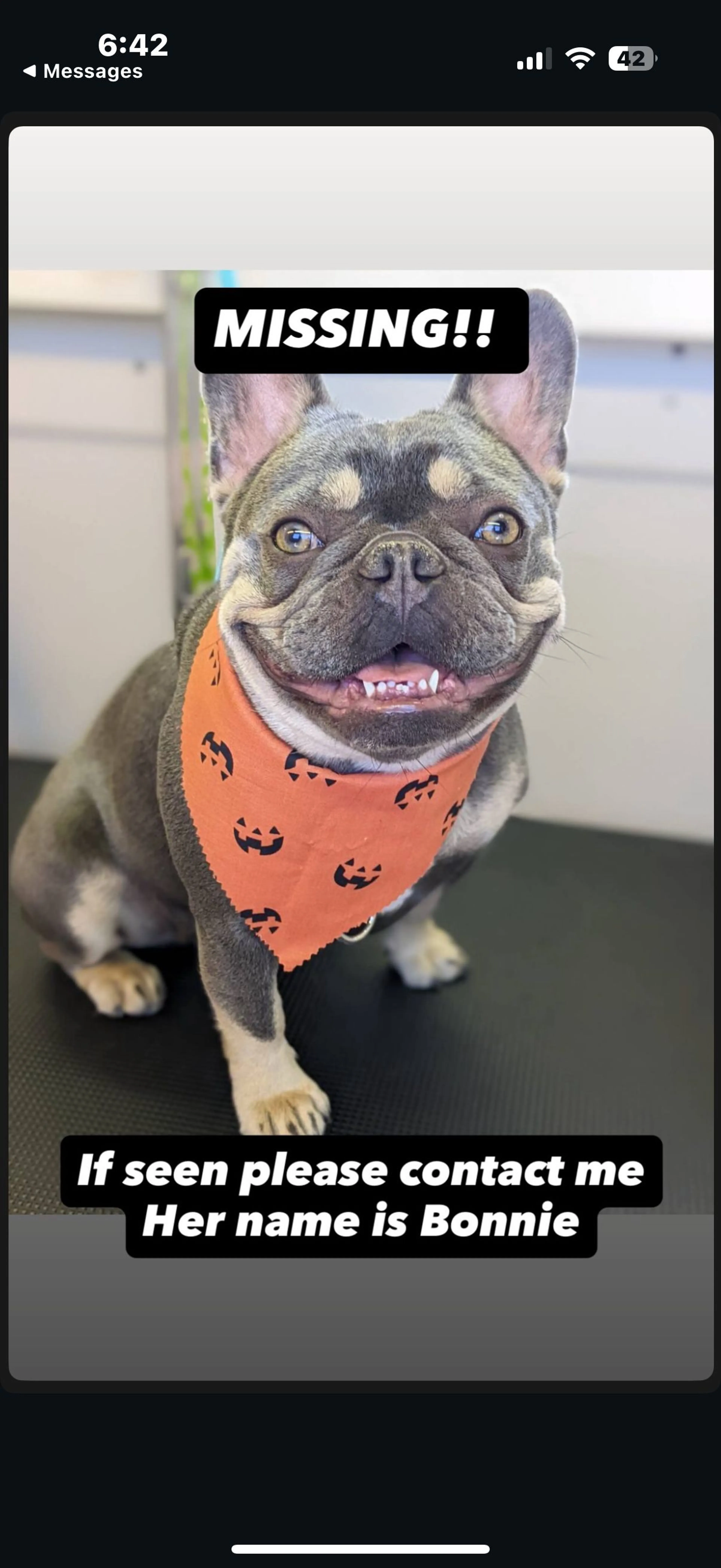 Lost pet