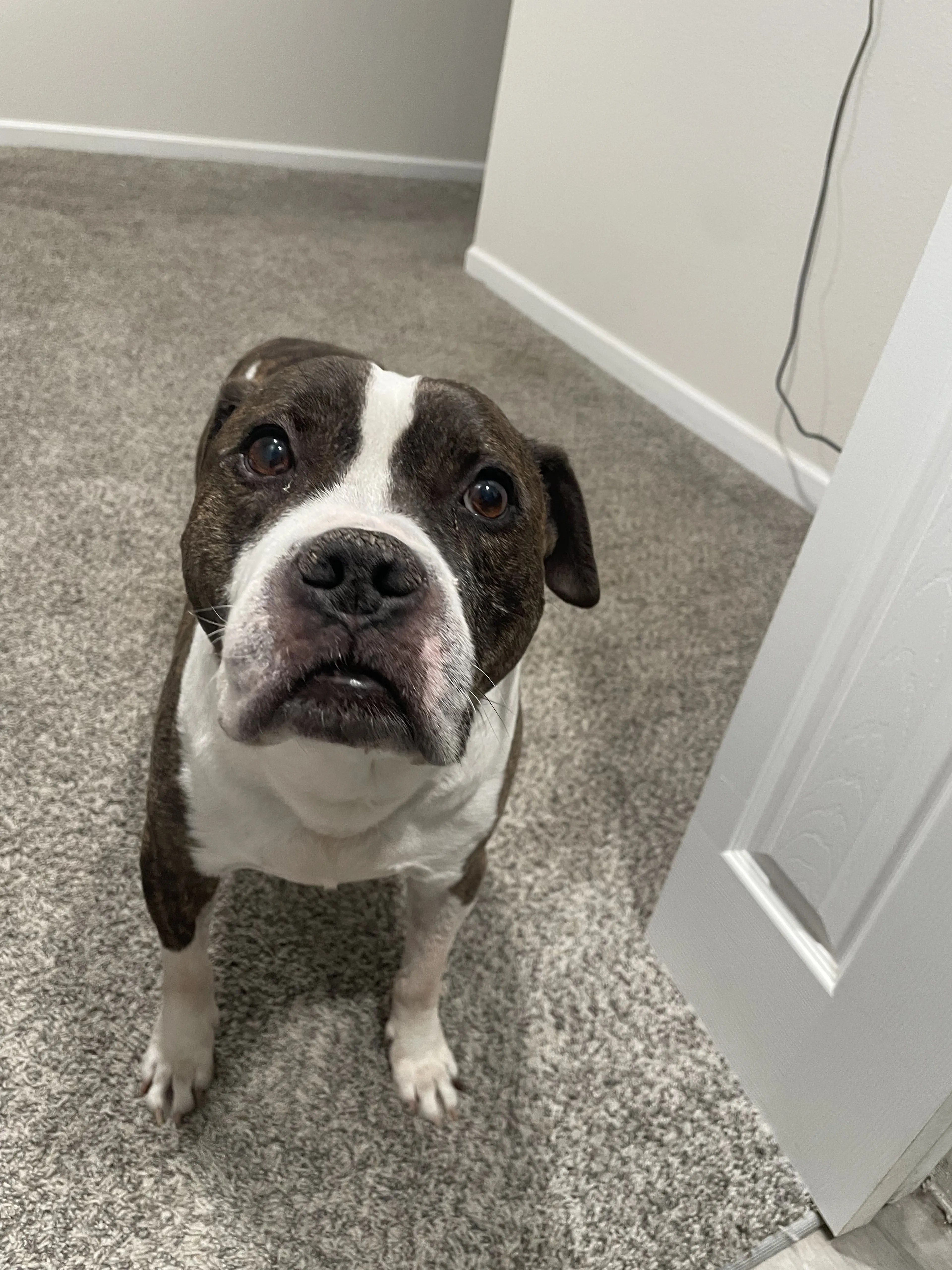 Lost pet-1