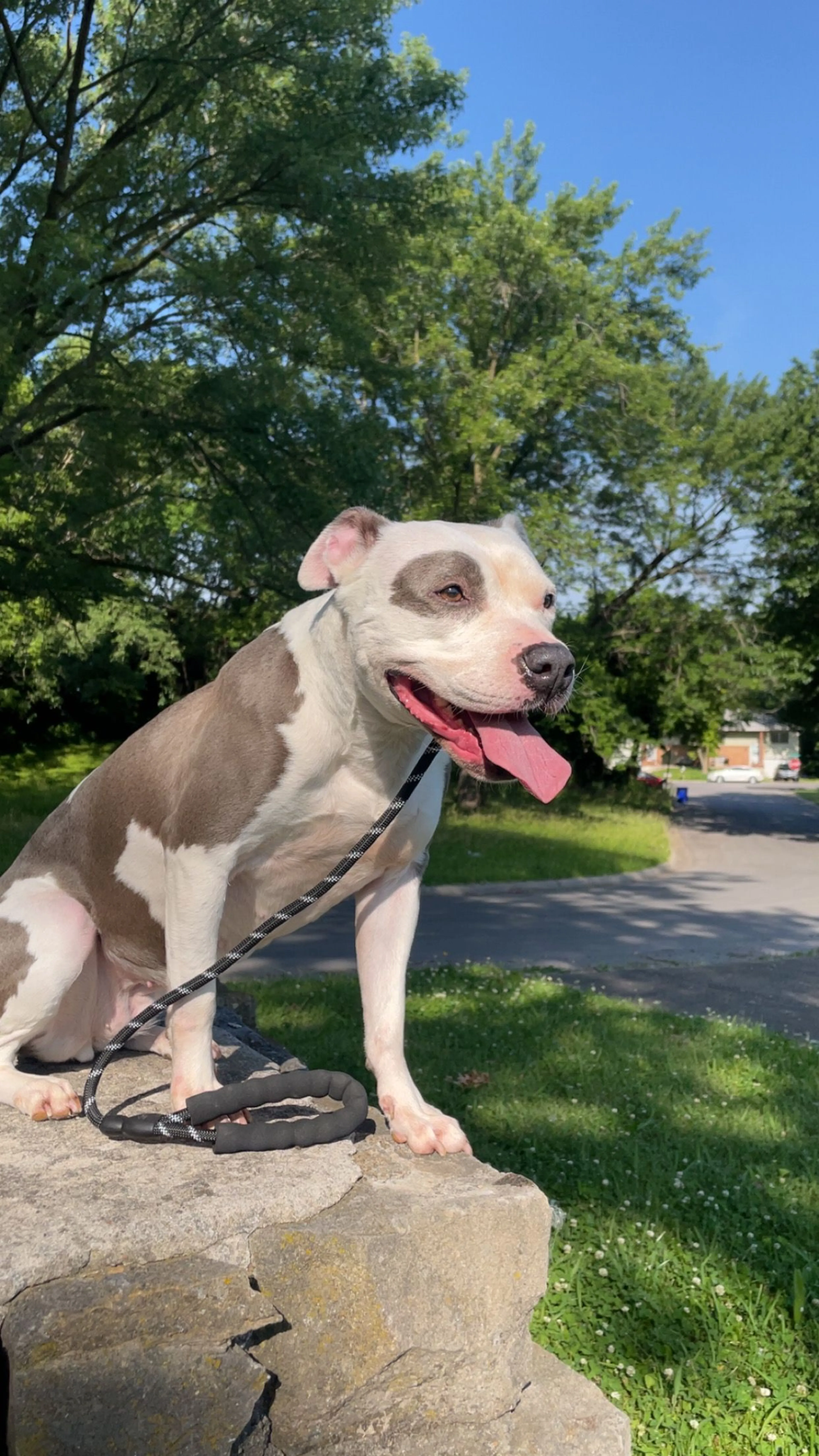 Lost pet-2