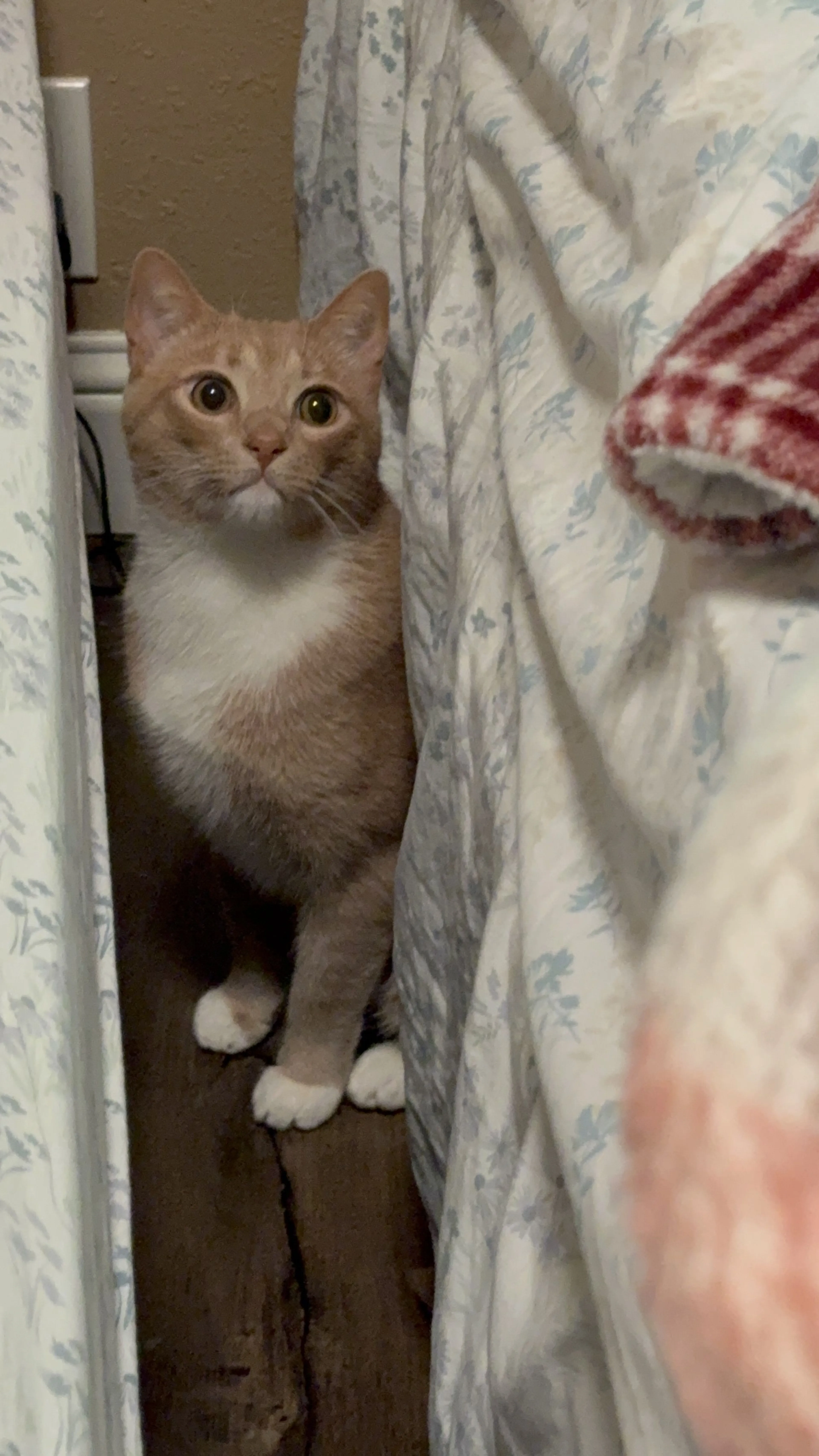 Lost pet-3