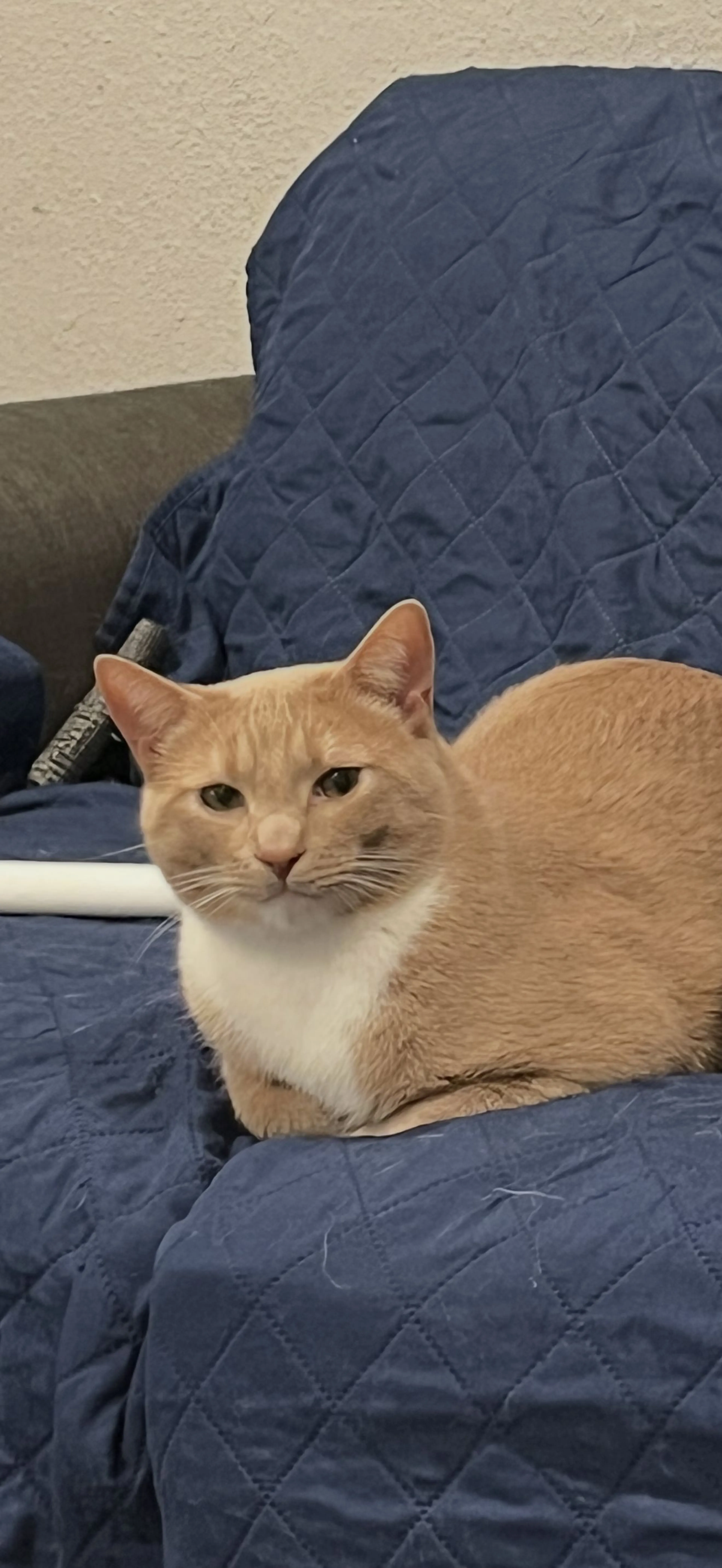 Lost pet-0