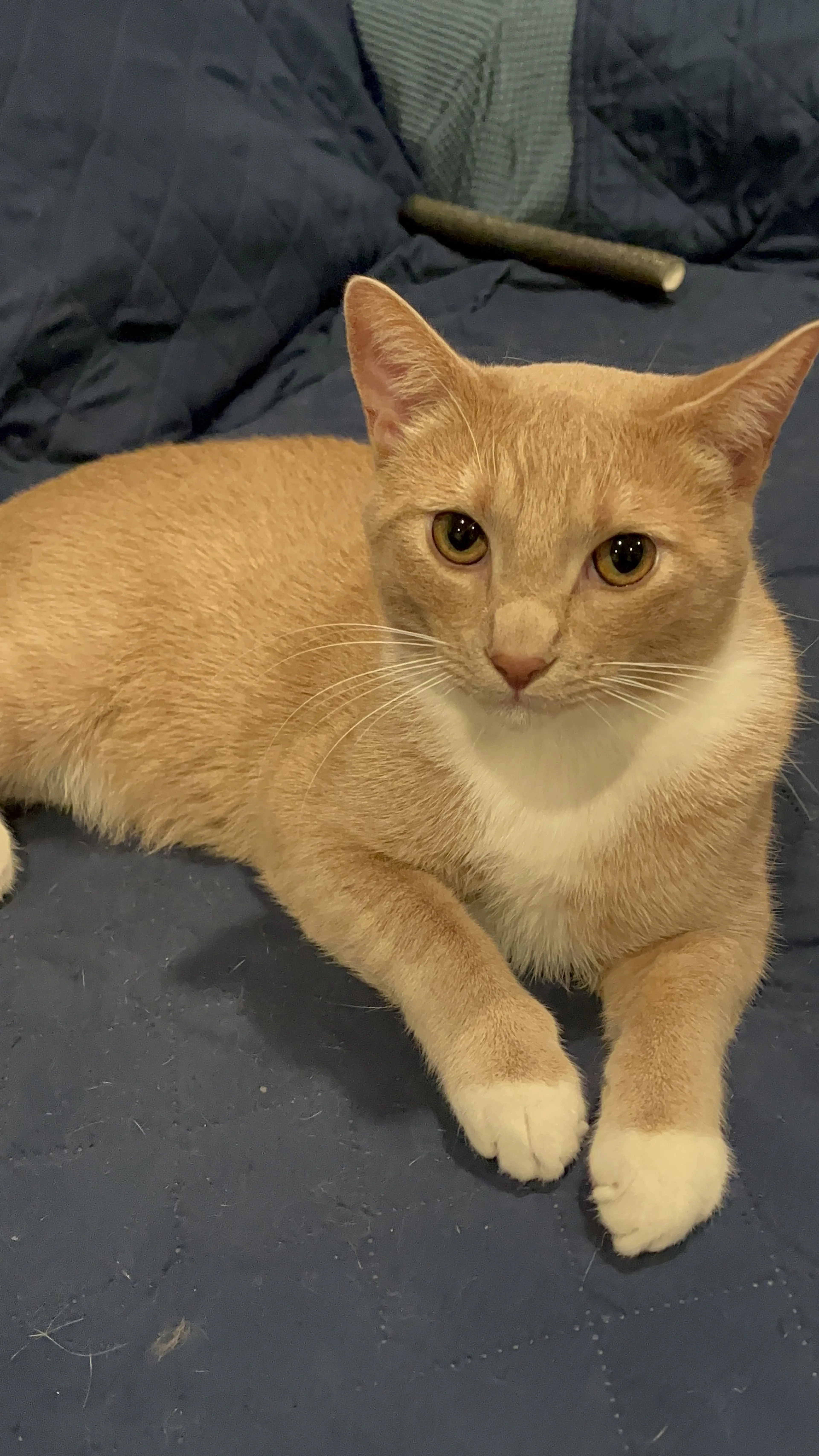 Lost pet-2