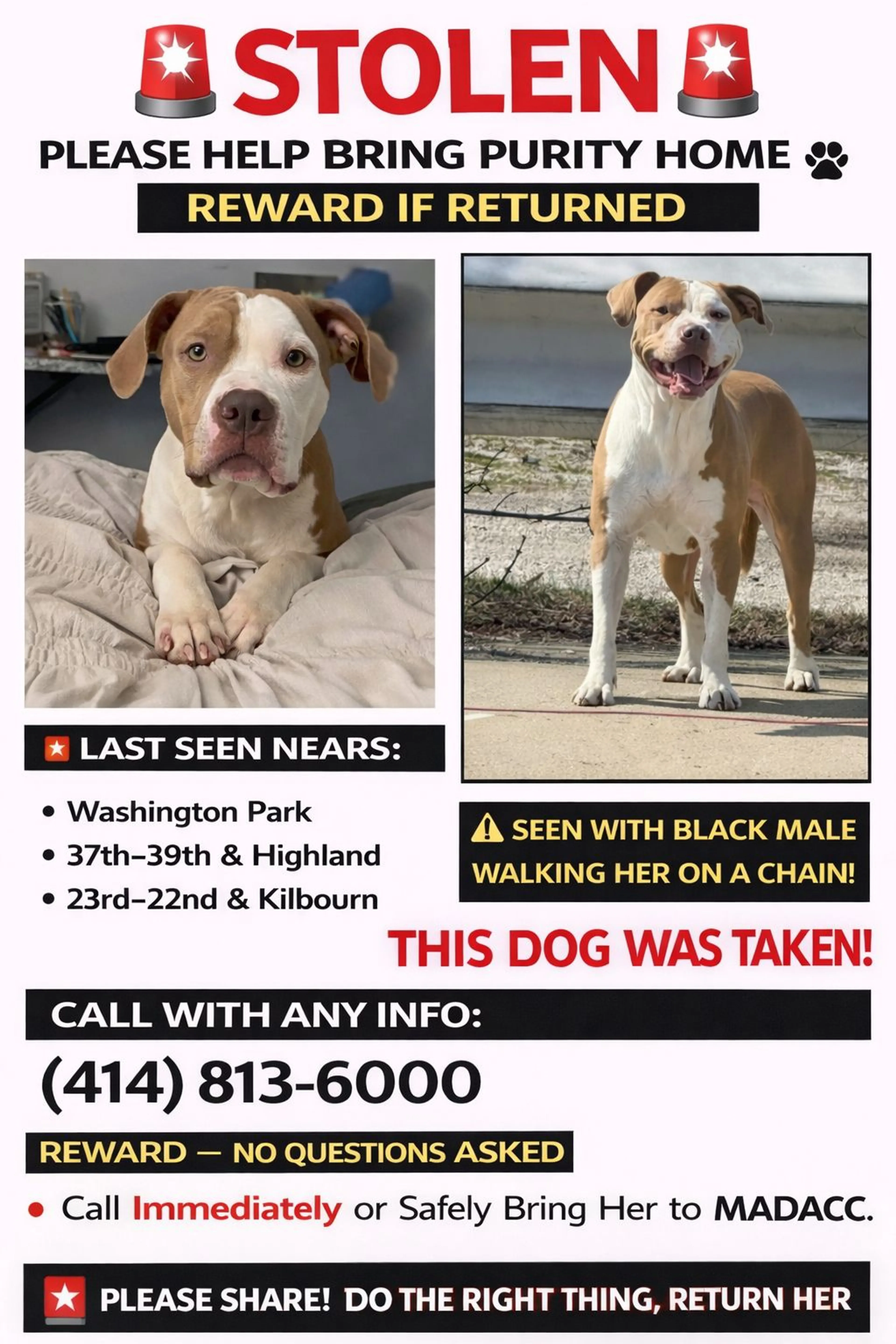Lost pet-2