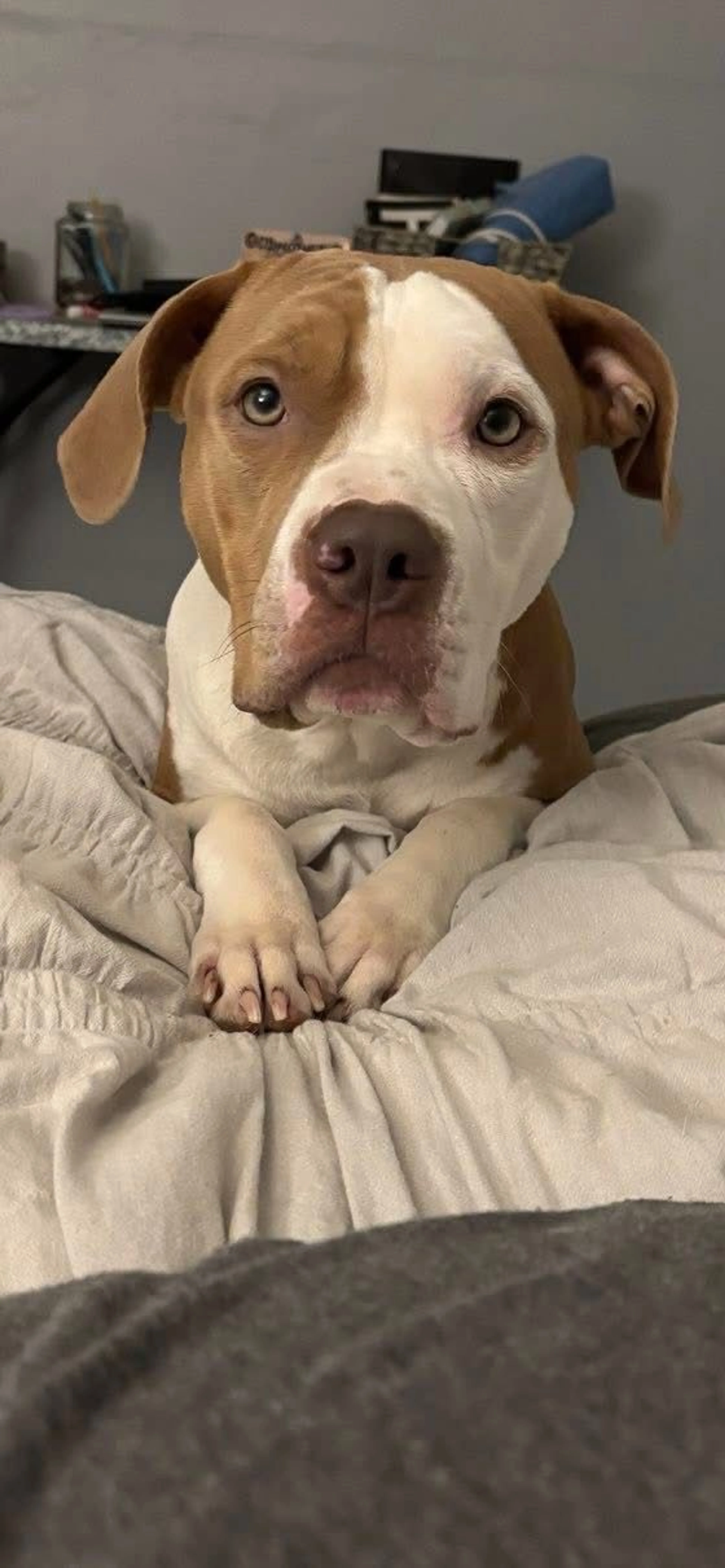 Lost pet-4