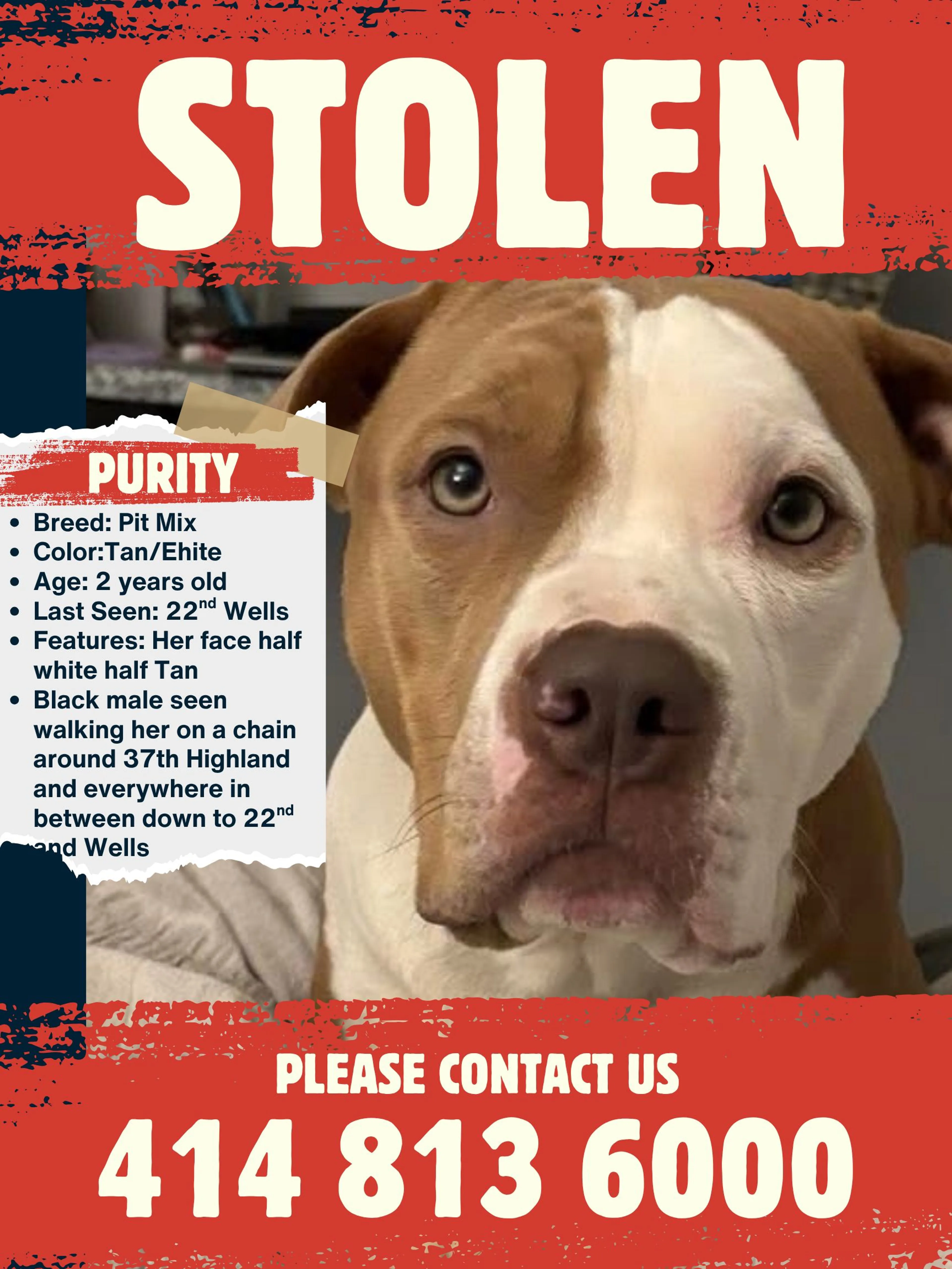 Lost pet-1
