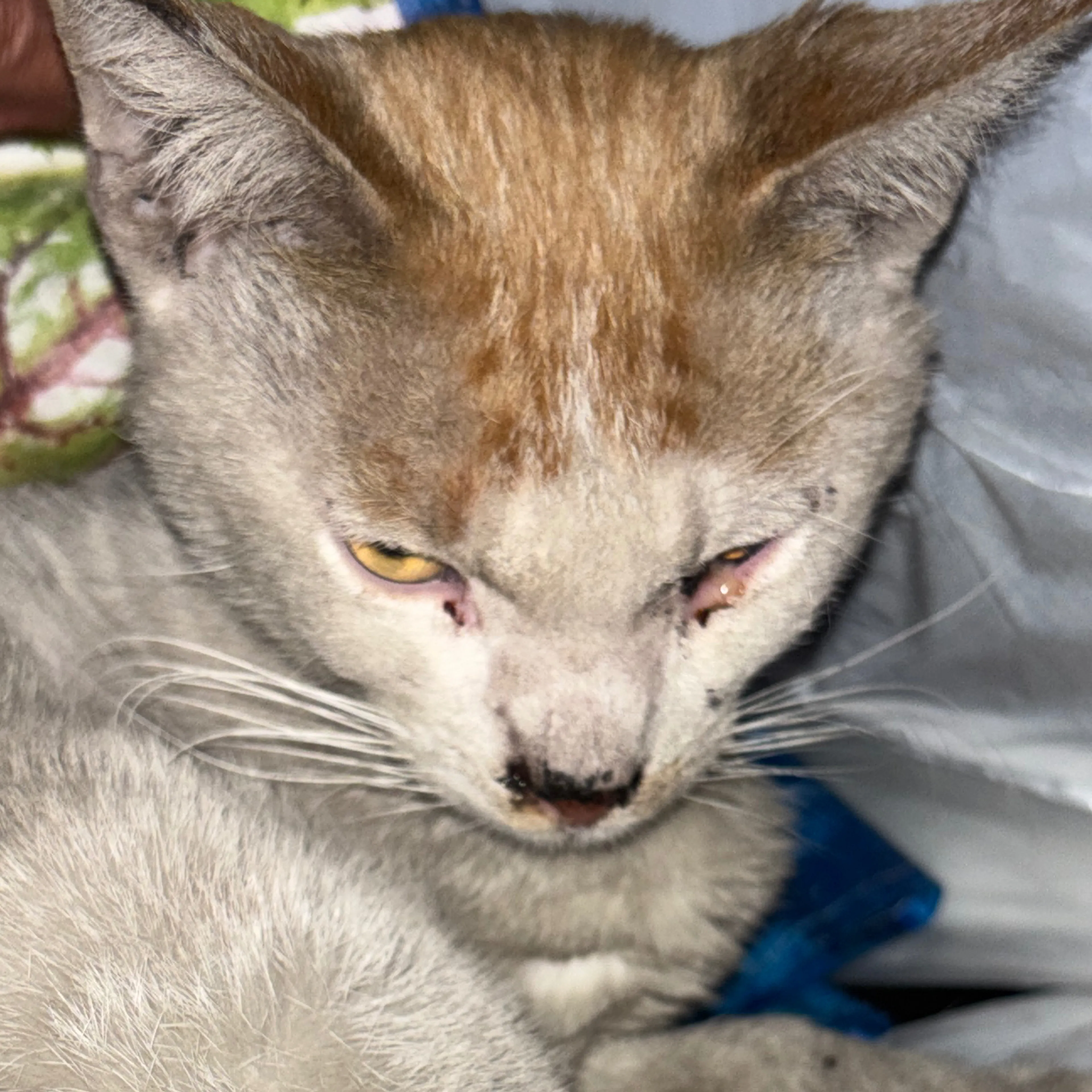 Found pet-2